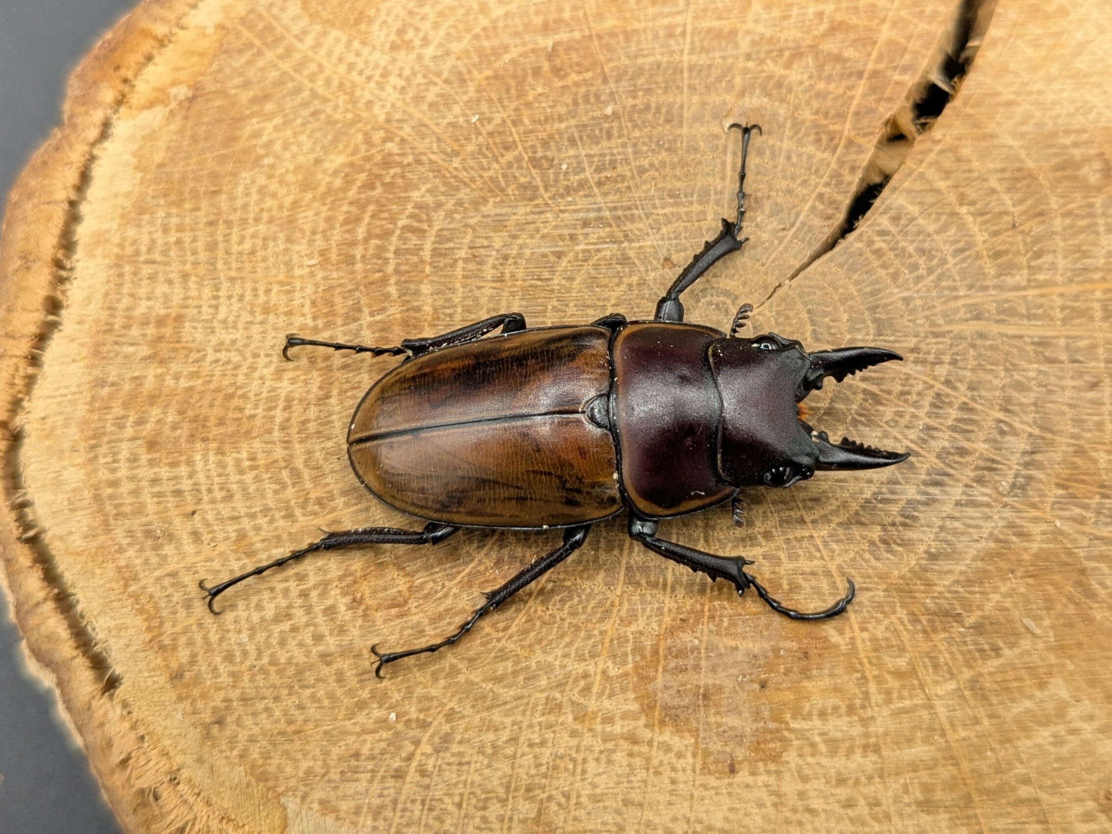 お値下げ❗️クリストフル　クワガタムシベース クワガタムシ | クワガタムシ・カブトムシ専門ショップ CIEL