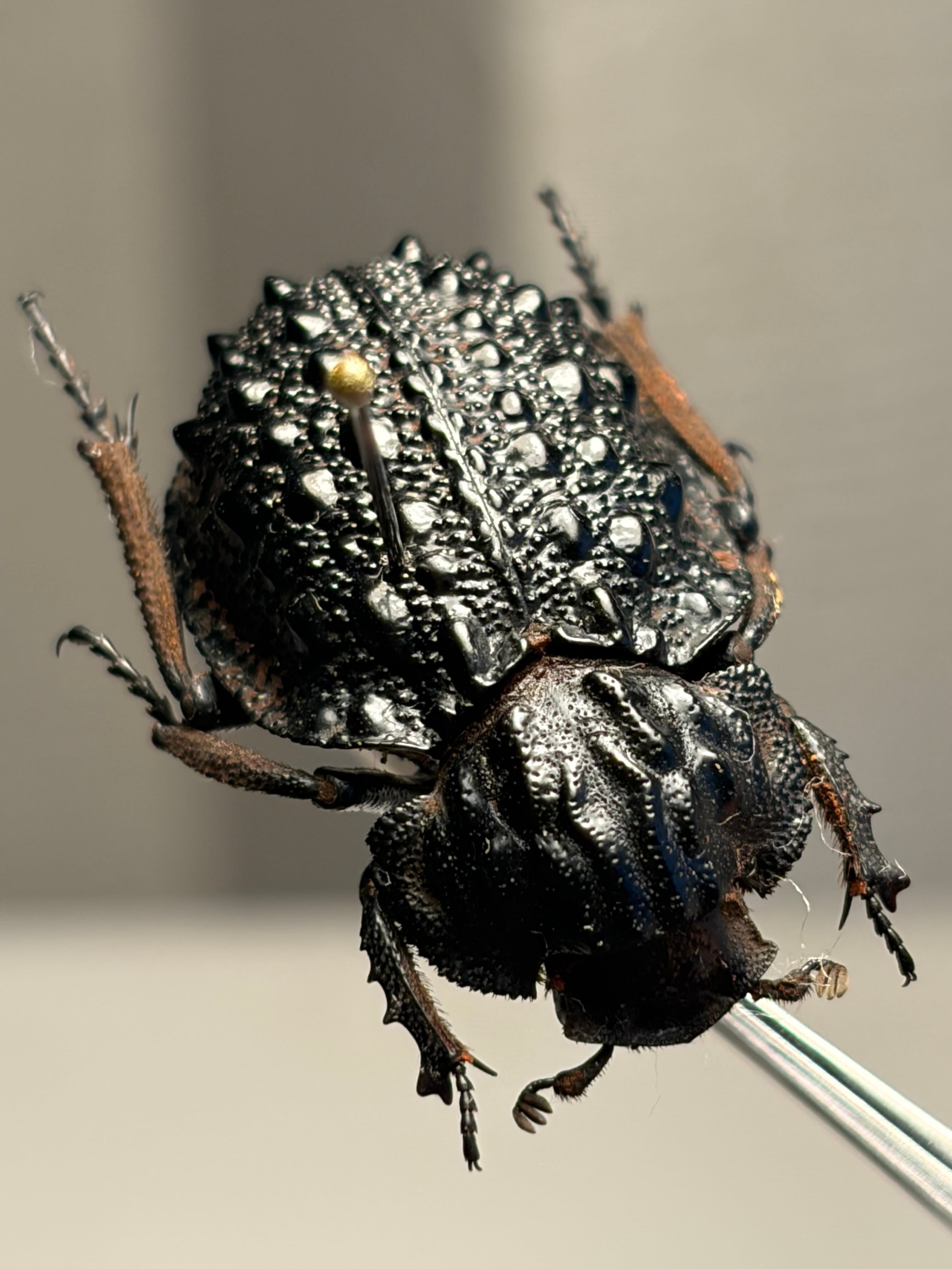 9mm】タテスジサルコガネ アシナガコガネ 標本 プラチナコガネ