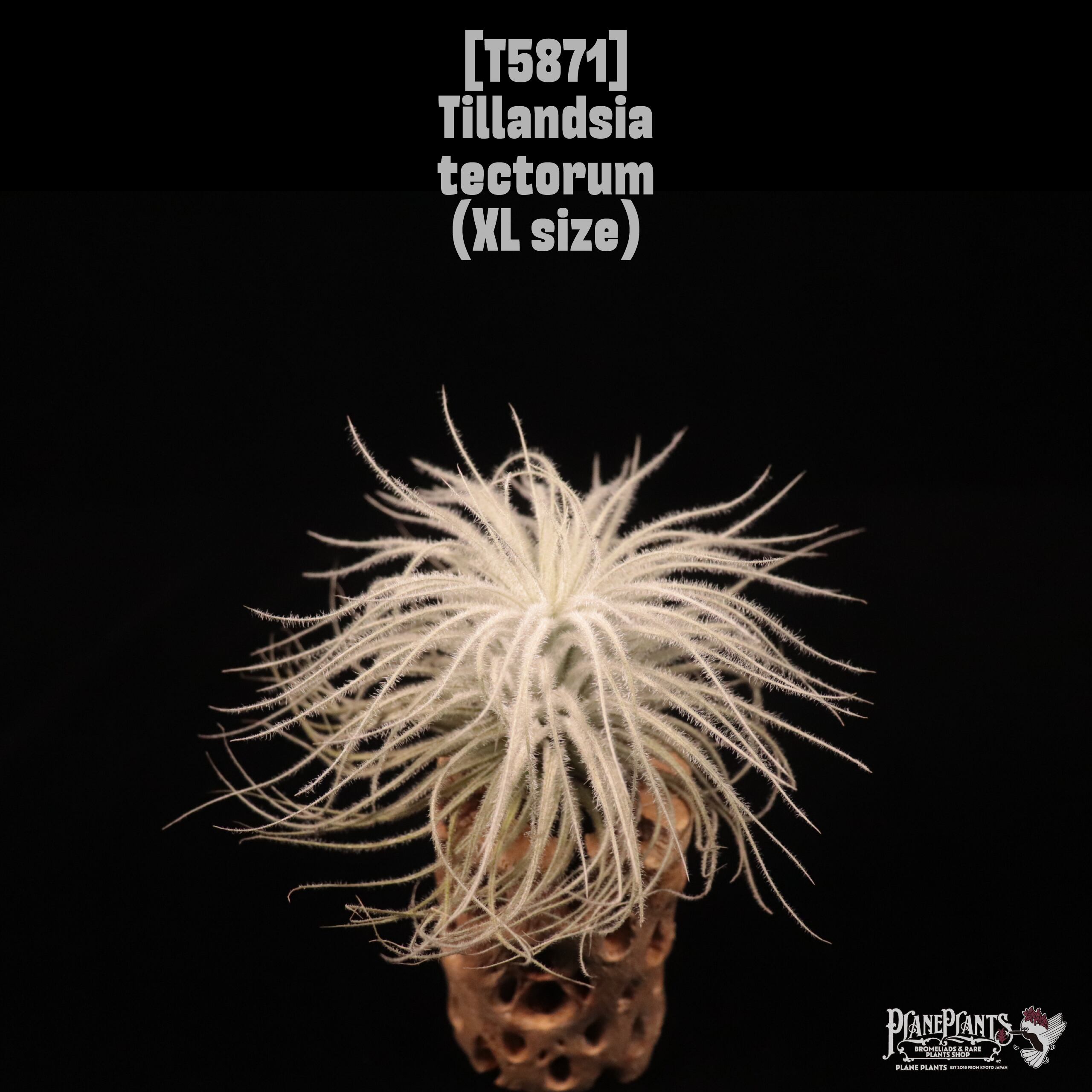 Tillandsia tectorum XL〔ティランジア〕現品発送T5871