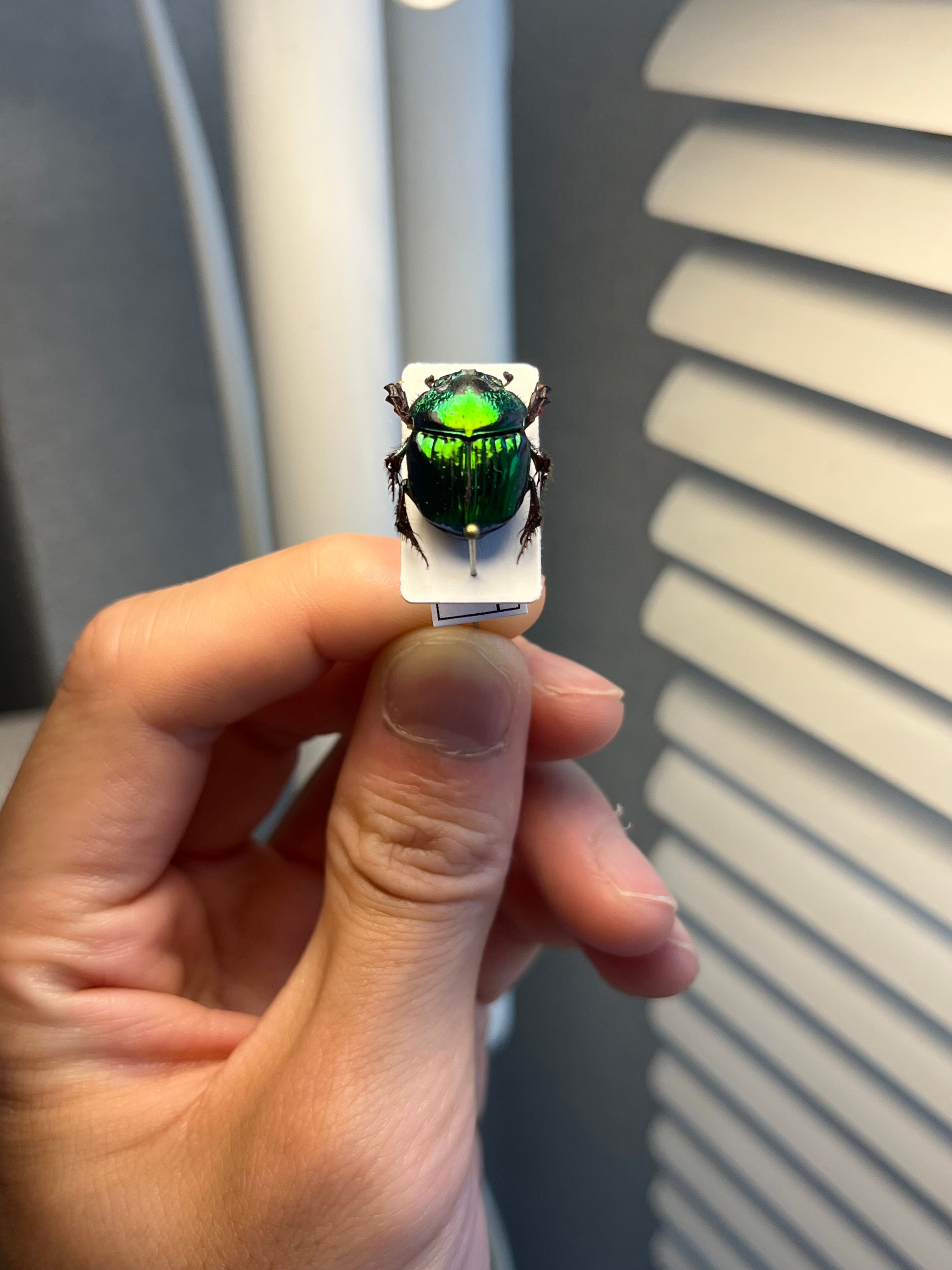 18mm♀】デーモンニジダイコクコガネムシ 糞虫フンチュウフンコロガシ