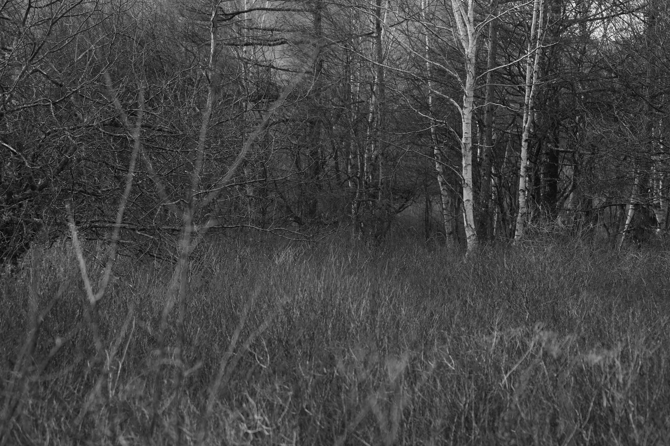 Kusamura #1 (gray wooden frame 50cm×70cm付き)