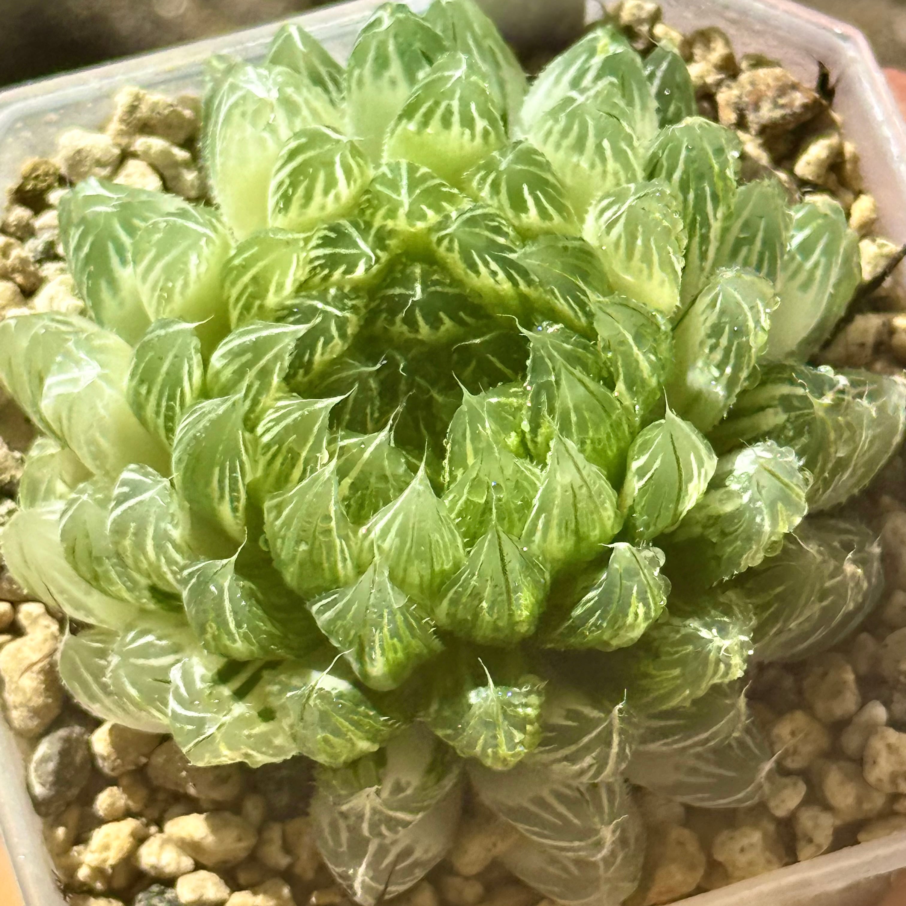 多肉植物 ハオルチア 蜃気楼万象錦糊斑 Yahoo!オークション - 多肉植物