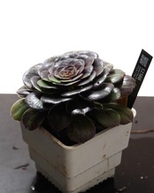 抜き苗 アエオニウム 花月夜 Aeonium 'Hua Yue Ye'