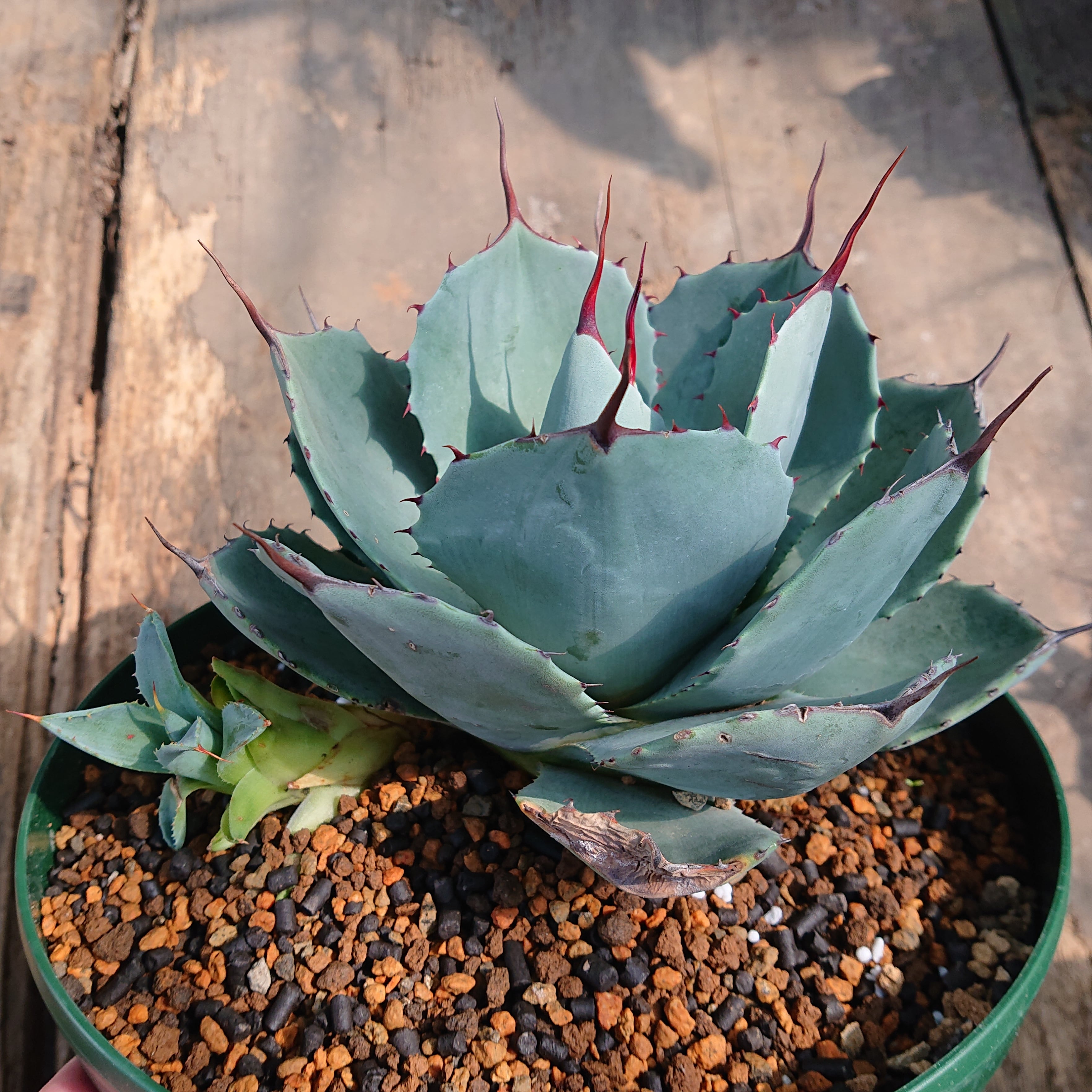 no.3 アガベ パリー トランカータ agave parryi truncata 子株付き 【発根済】 |  多肉植物ハオルチア・アガベ・サンスべリアの店mellowgarden powered by BASE