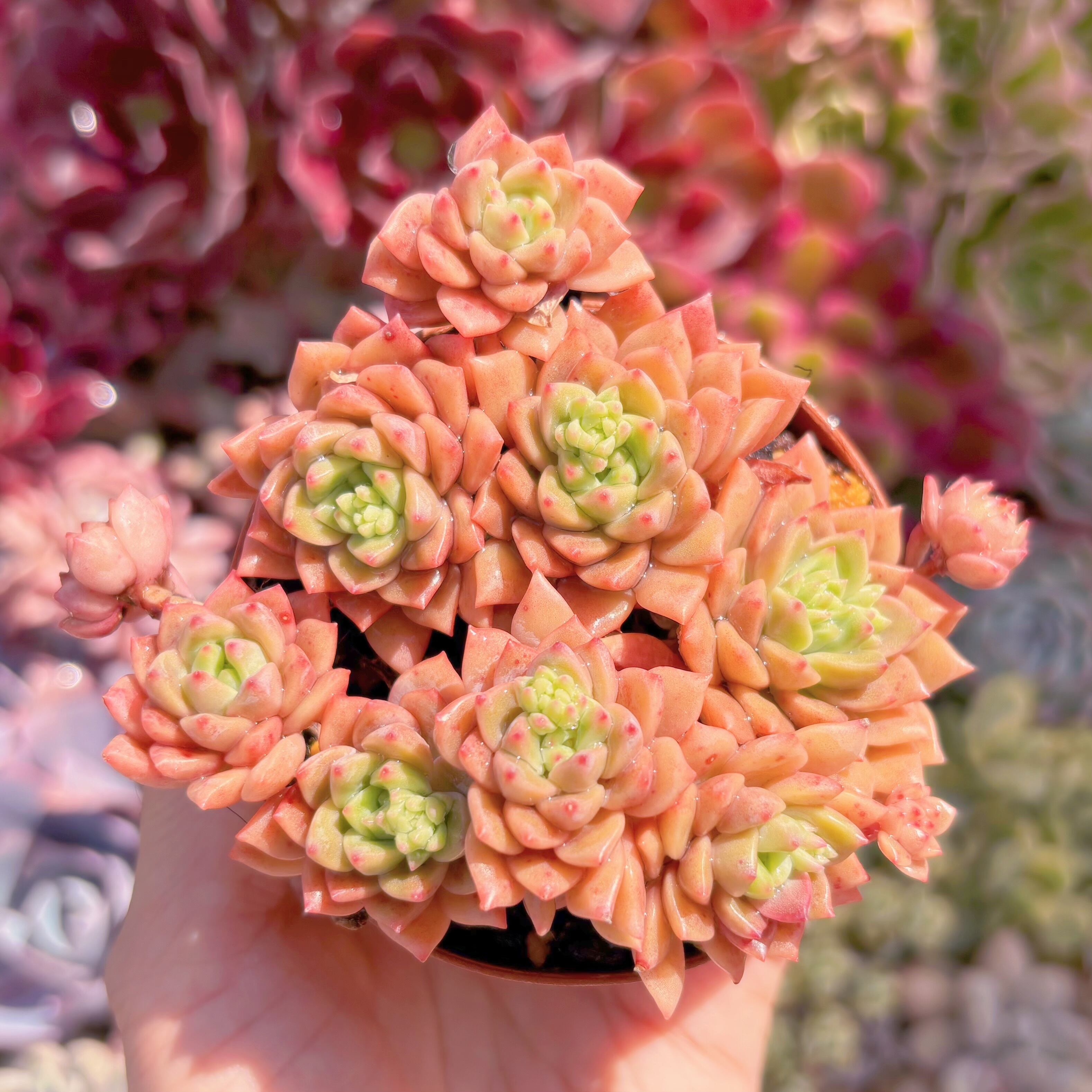 現品　沙羅姫蓮華#1123　るる農園