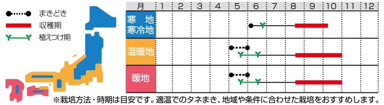 シカクマメ「シカクマメ」（小袋）・画像5