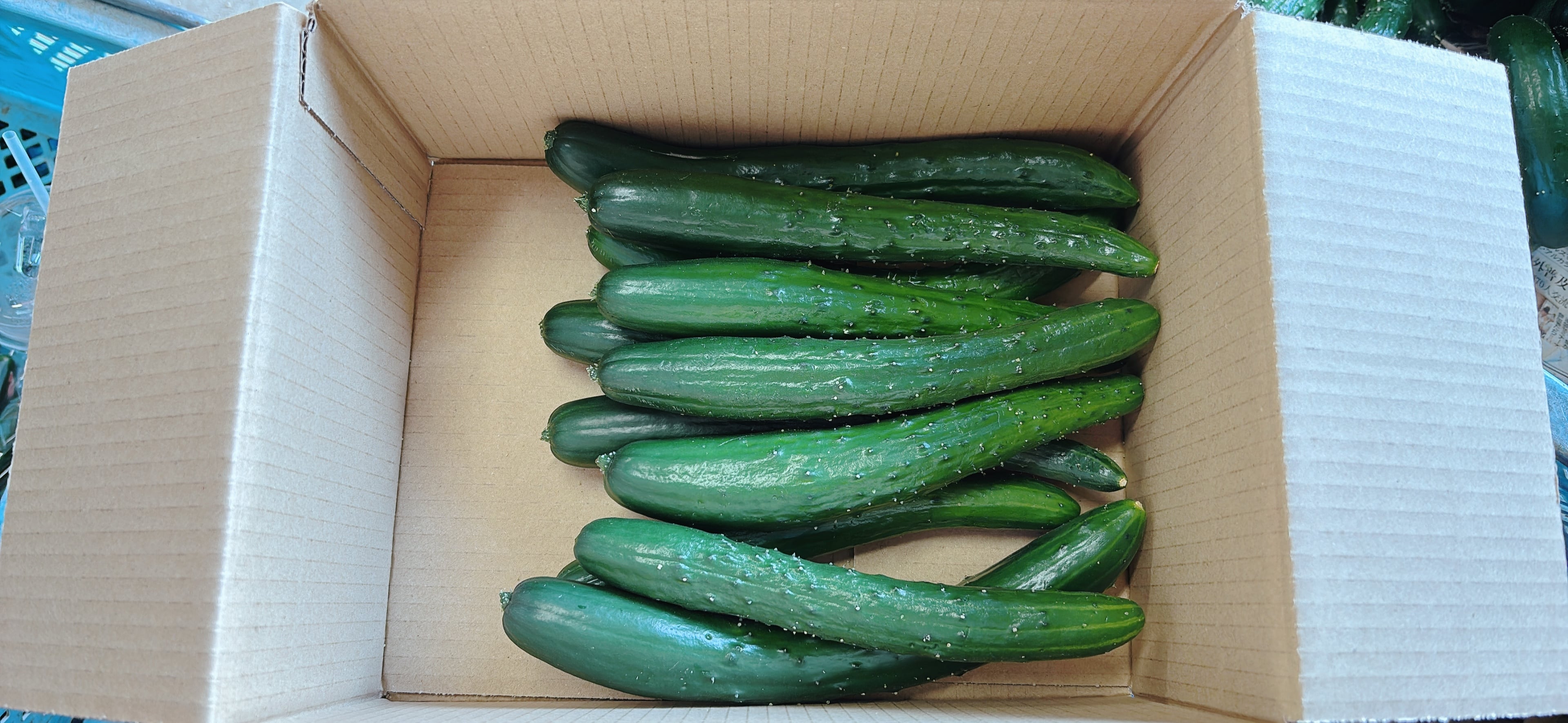 にのみや農園    【訳あり】不揃いきゅうり 1kg