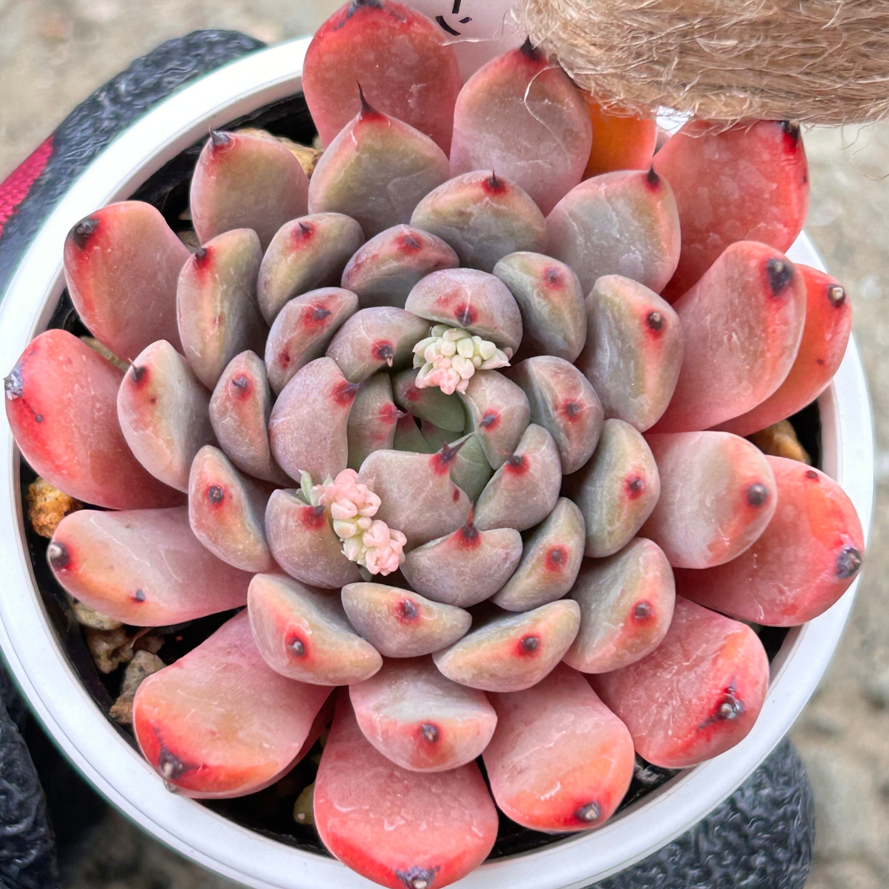 多肉植物 | RuPo 多肉植物専門店