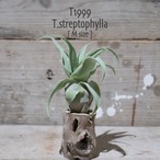 【送料無料】ストレプトフィラ M〔エアプランツ〕現品発送T1999