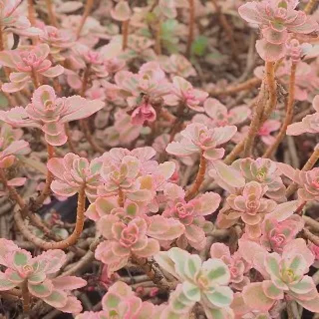 セダム スプリウム 'トリカラー'