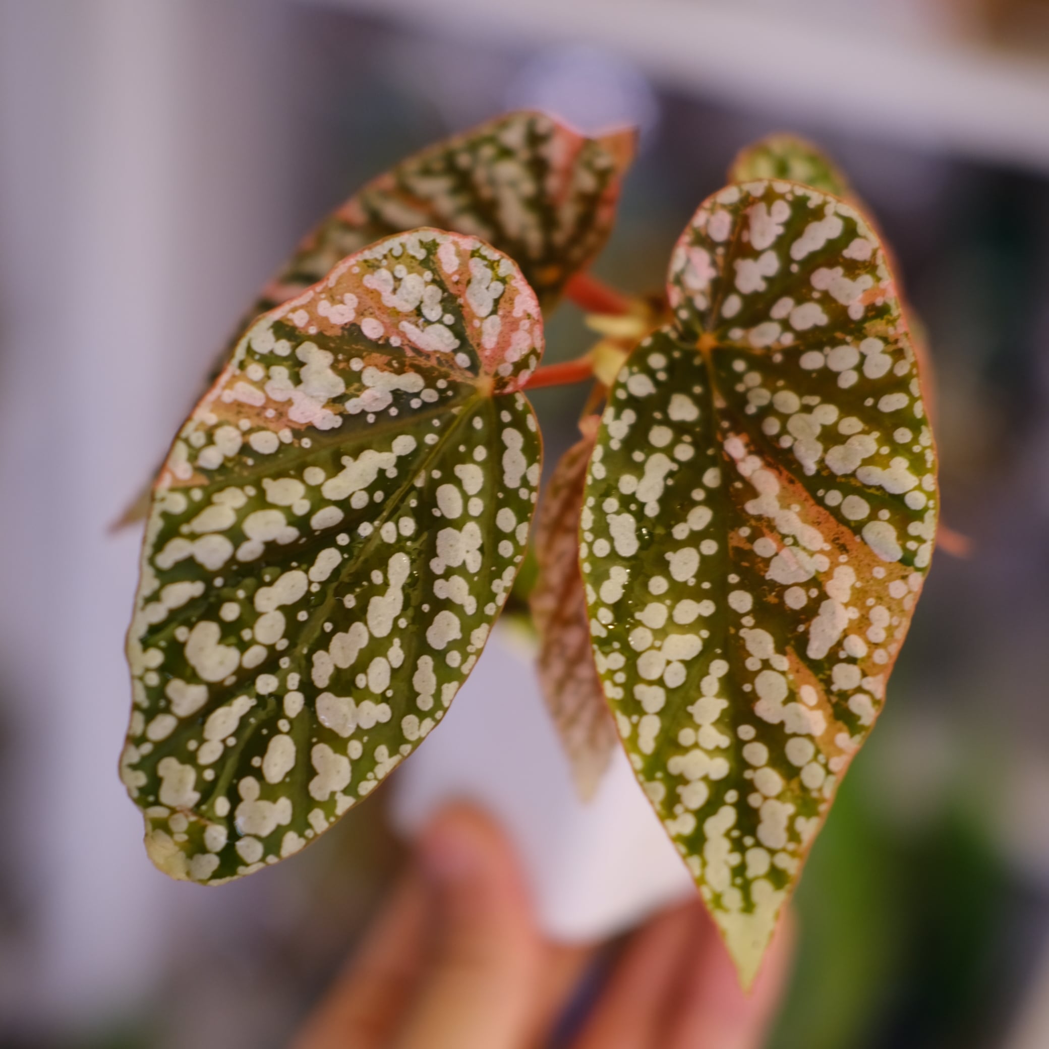 Begonia Snow Capped Variegata｜ベゴニア スノーキャップド 斑入り②