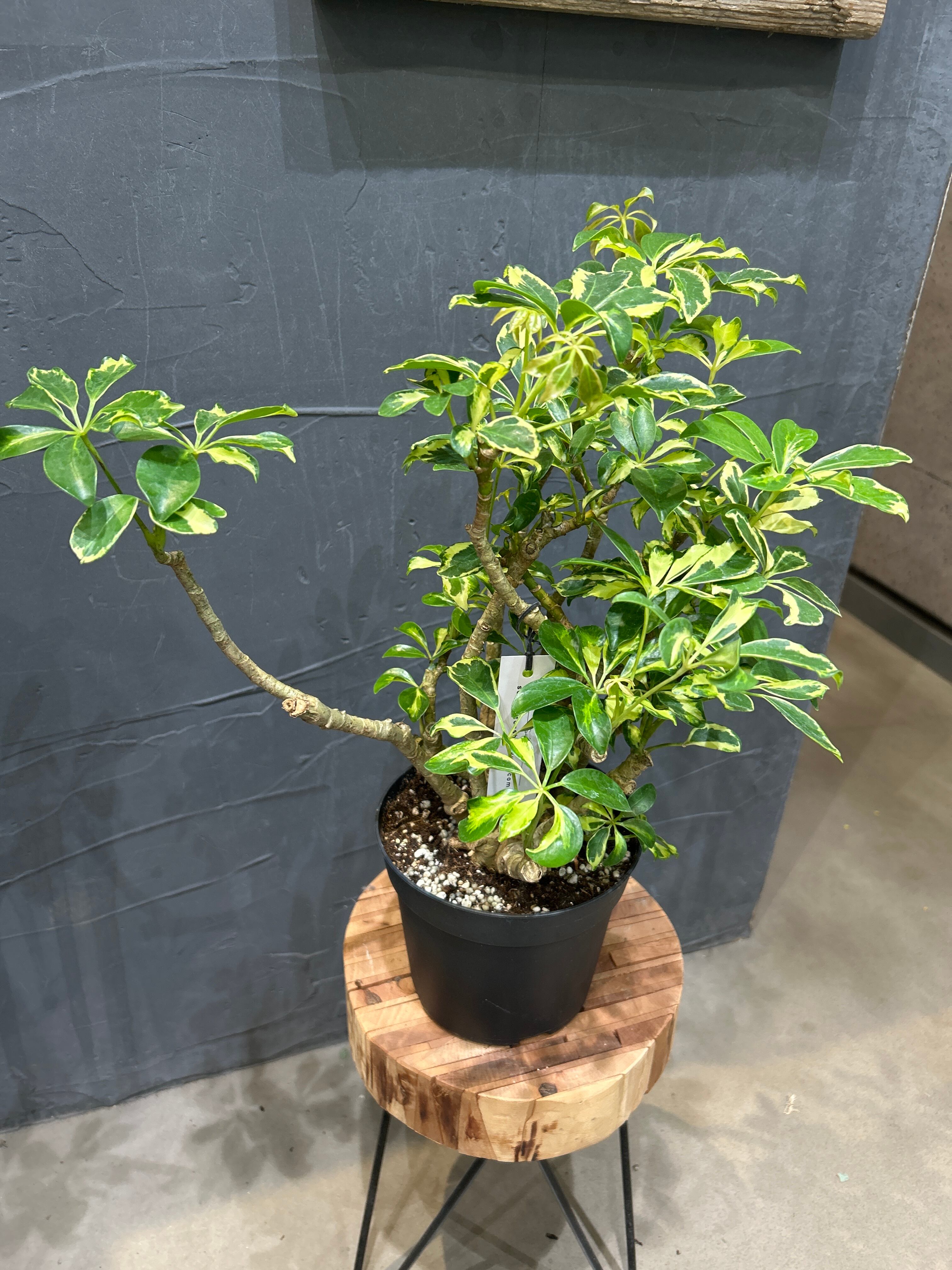 植物/観葉植物 シェフレラ 古木風