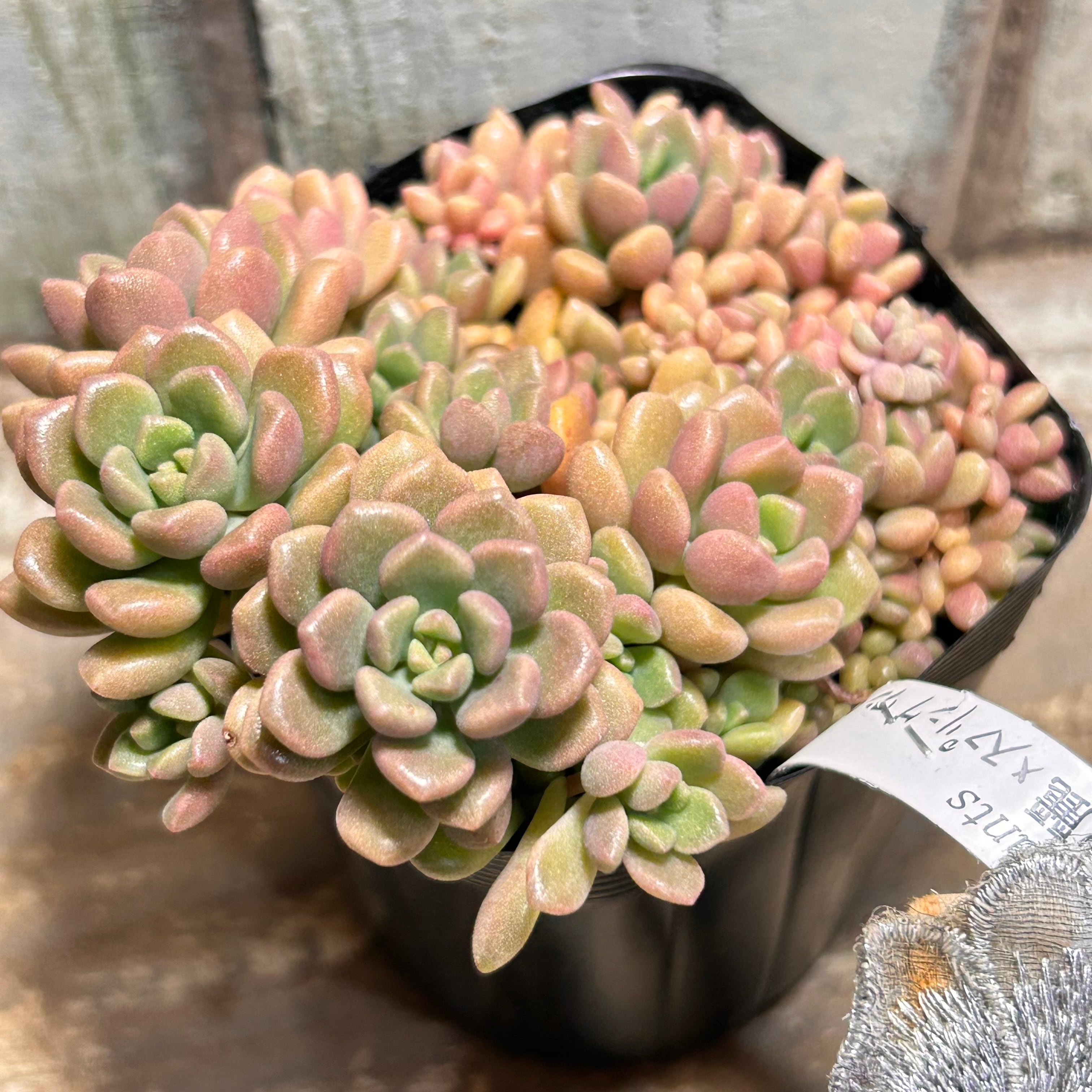 バニーカクタス | RuPo 多肉植物専門店