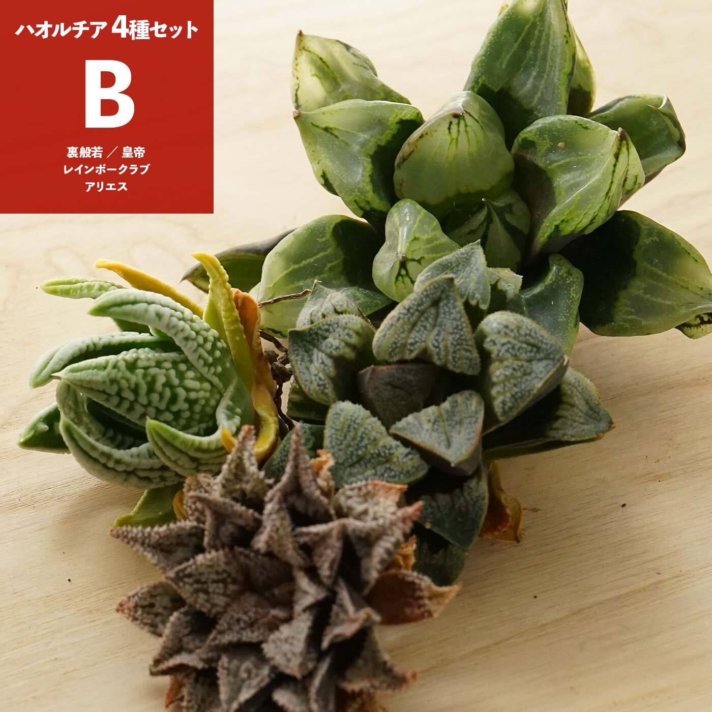 多肉植物 ハオルチア 火鳳凰錦 つらかっ 大株