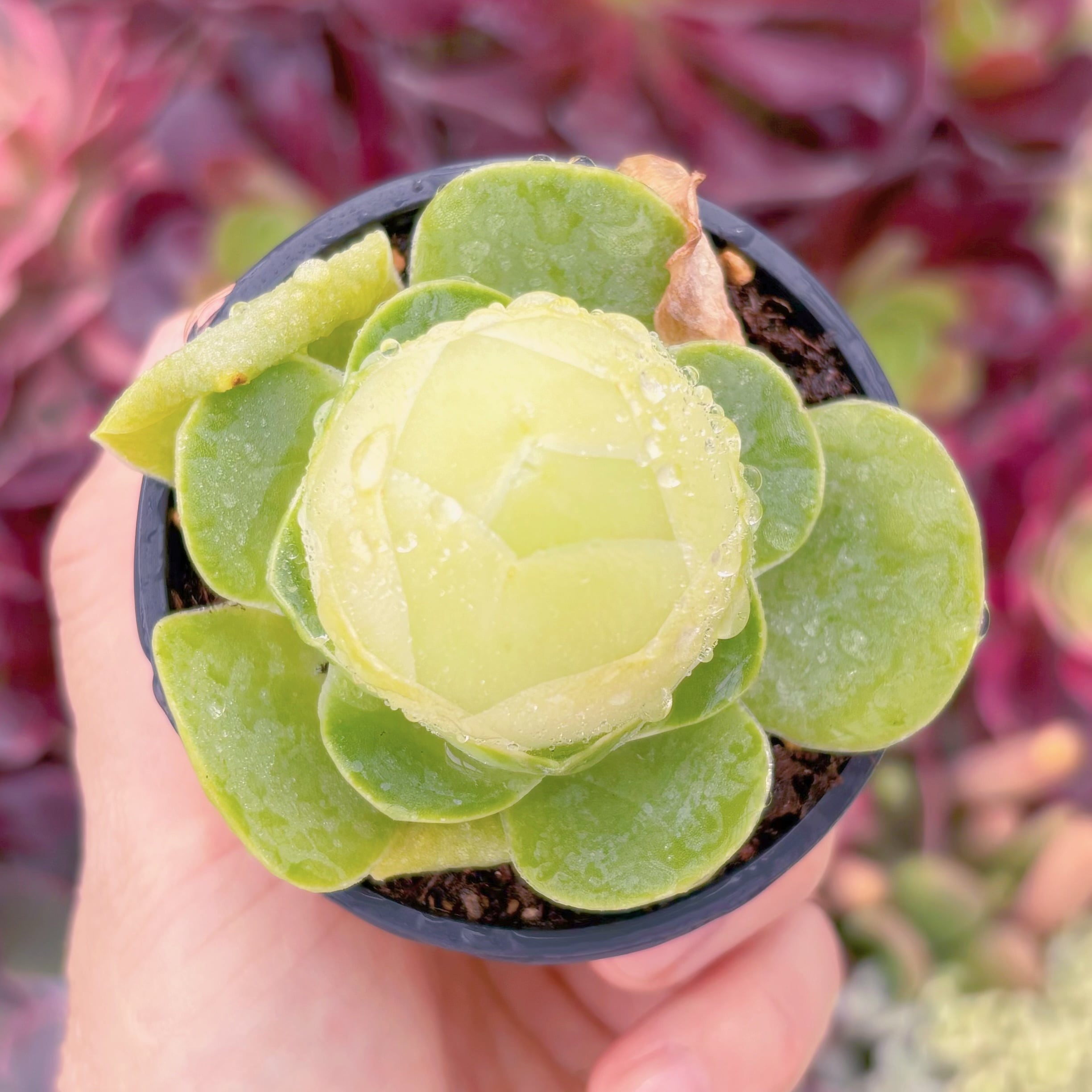 現品　グリーノビア タマゴ#F079　るる農園