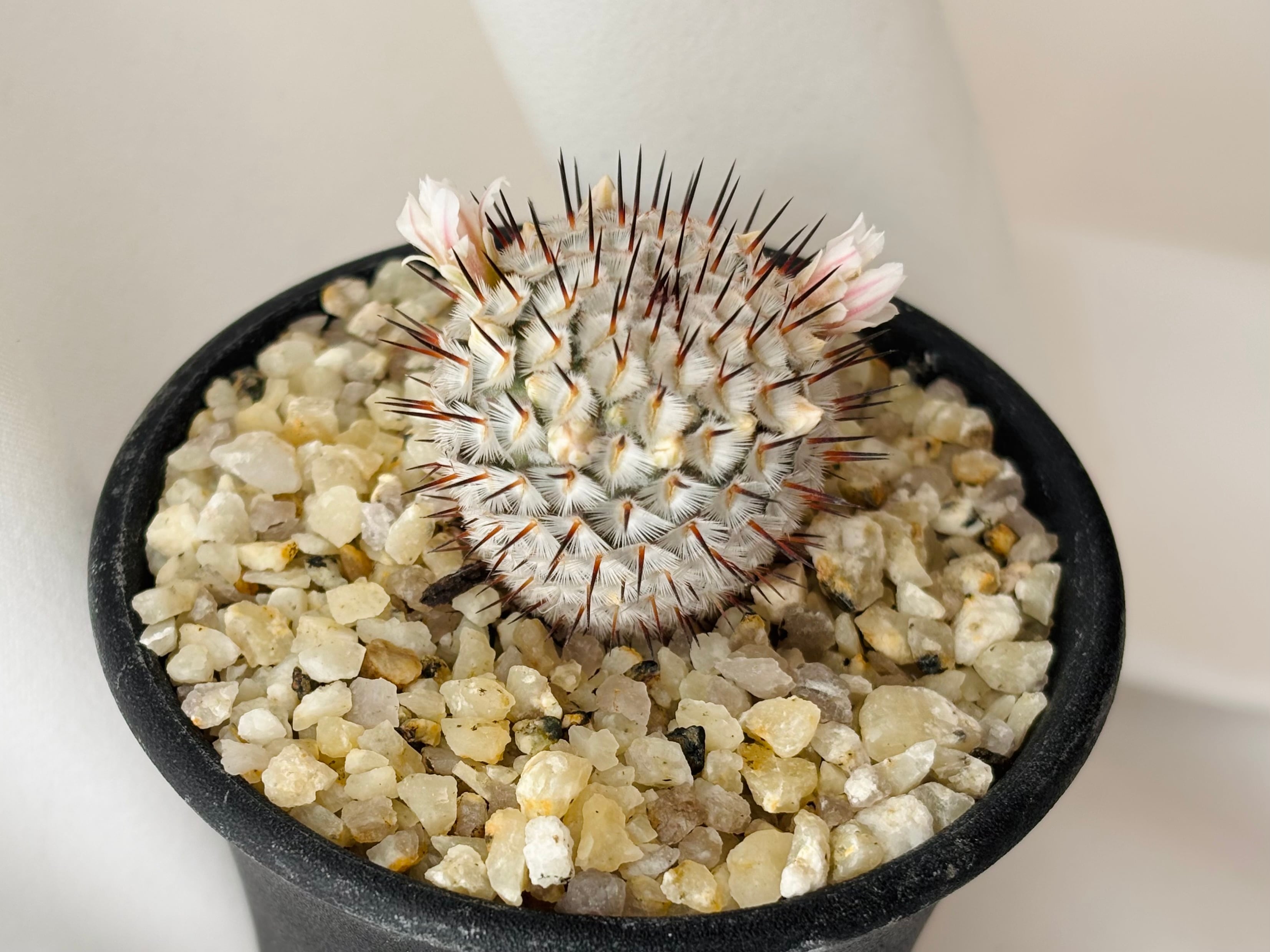 マミラニア ペレスデラロサエ群生株 ハビタットスタイル Mammillaria