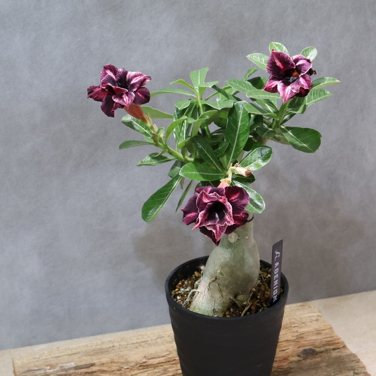 318 その花に目を奪われる『アデニウム KN185』観葉植物 【送料無料