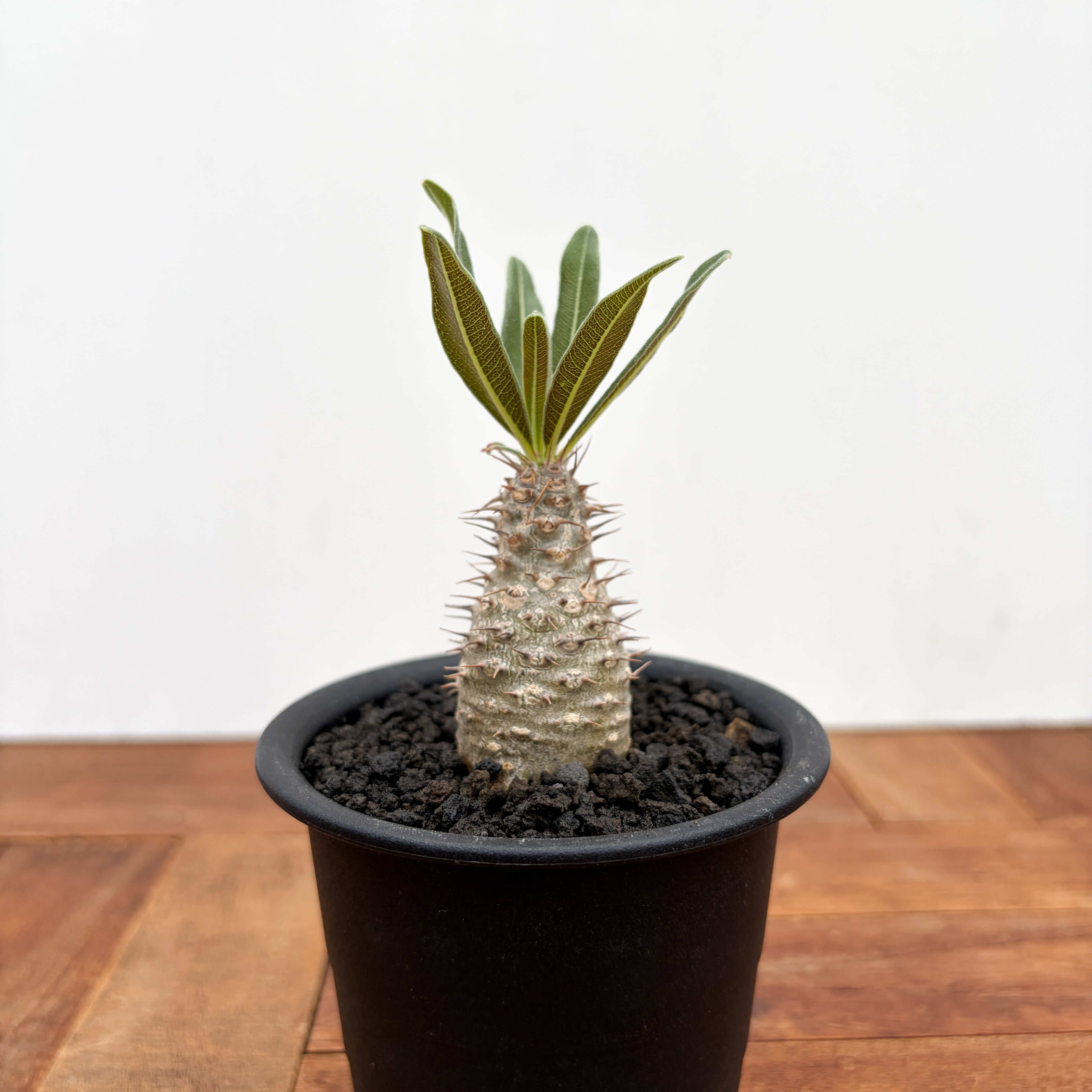 パキポディウムグラキリス 実生 希少の2頭タイプ pachypodium パキポディウム グラキリス 実生2年目 2.5号鉢 塊根植物 コーデクッス