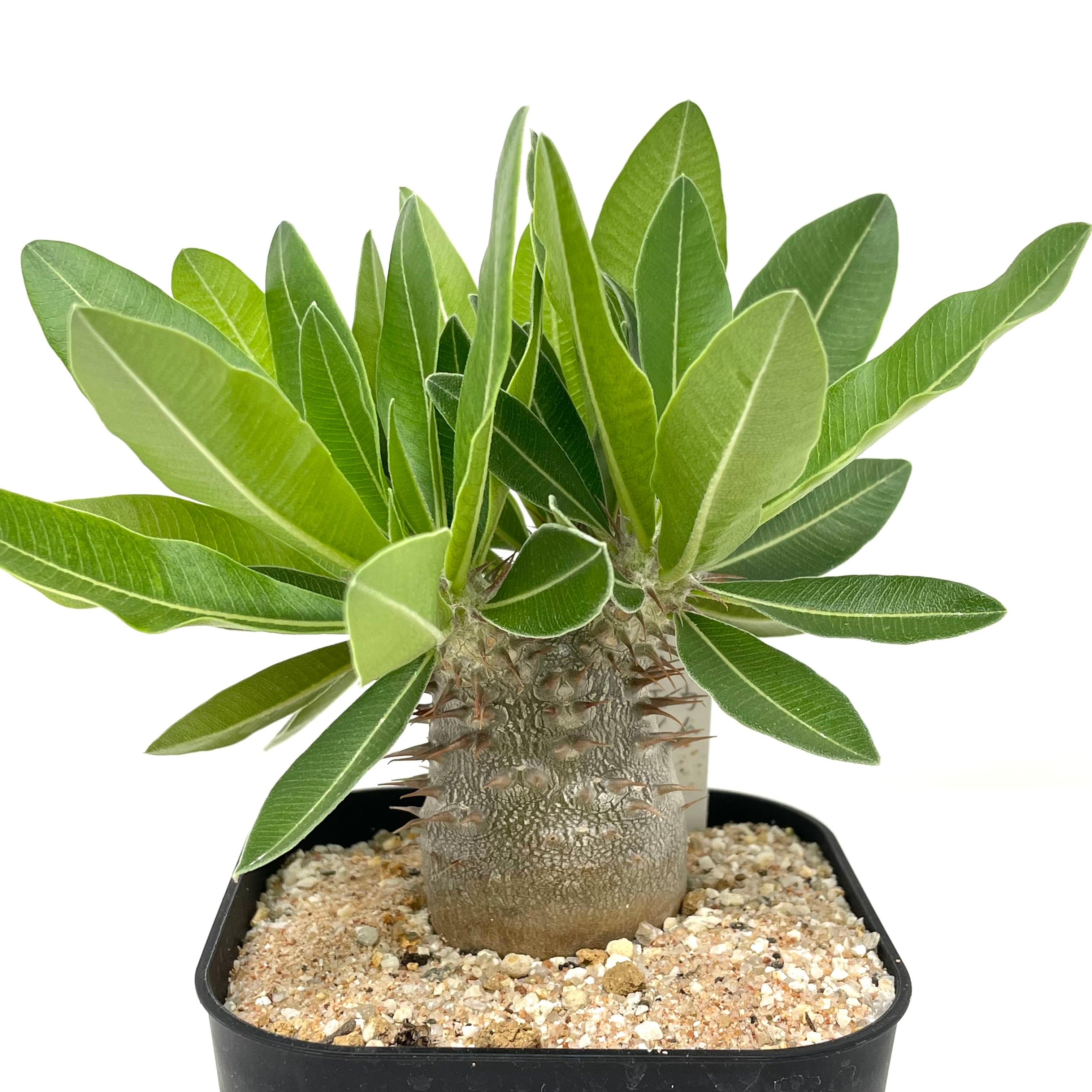 パキポディウム マカイエンセ 実生 - 植物/観葉植物