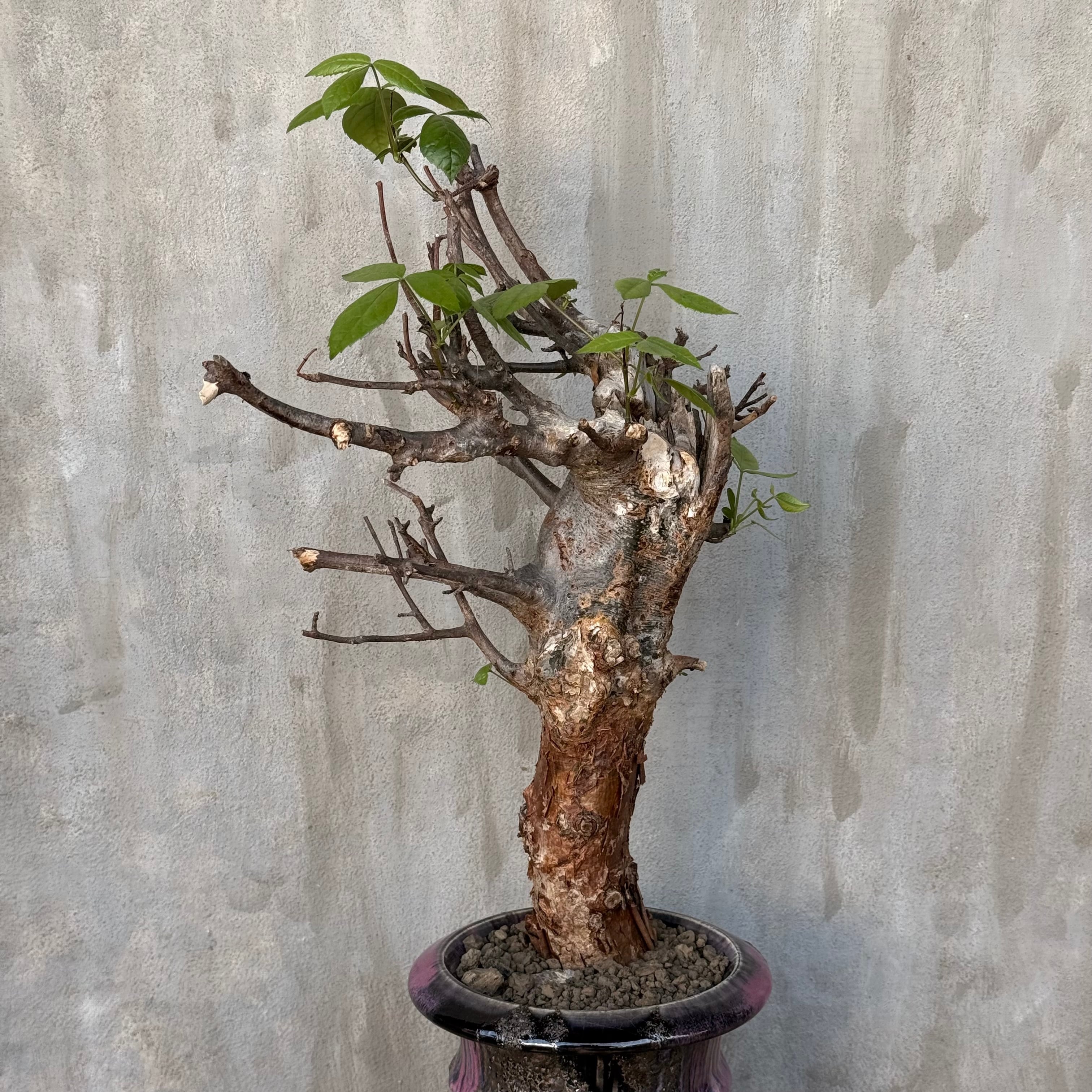 植物×鉢】コミフォラ ミルドブラエディ 現地株 発根済み × wild heaven