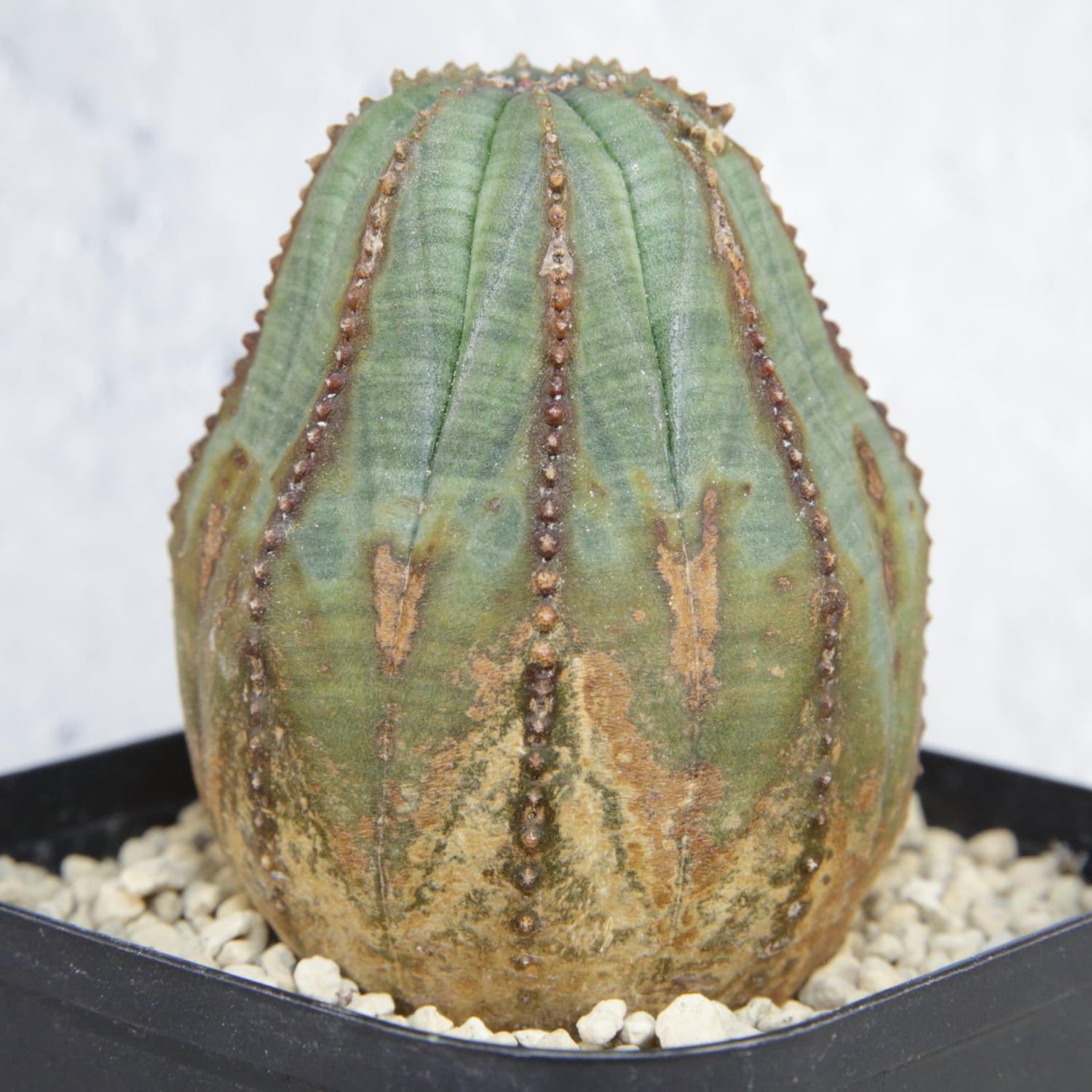 ユーフォルビア　オベサ　雌株 メス株 木質化 オベサ / ユーフォルビア | LIGHTHOUSE.PLANTS - 海外