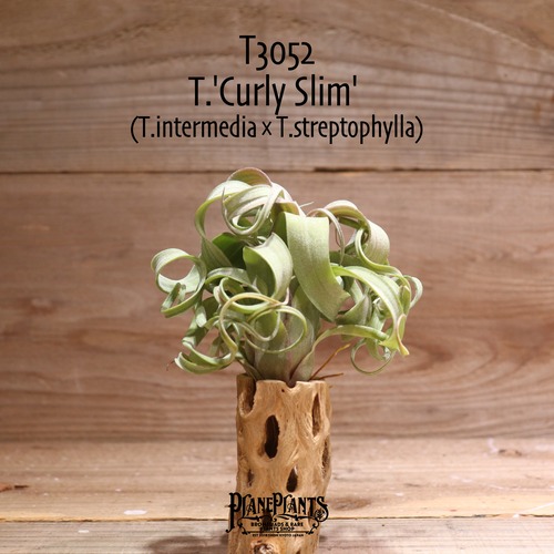 【送料無料】'Curly Slim' L〔エアプランツ〕現品発送T3052