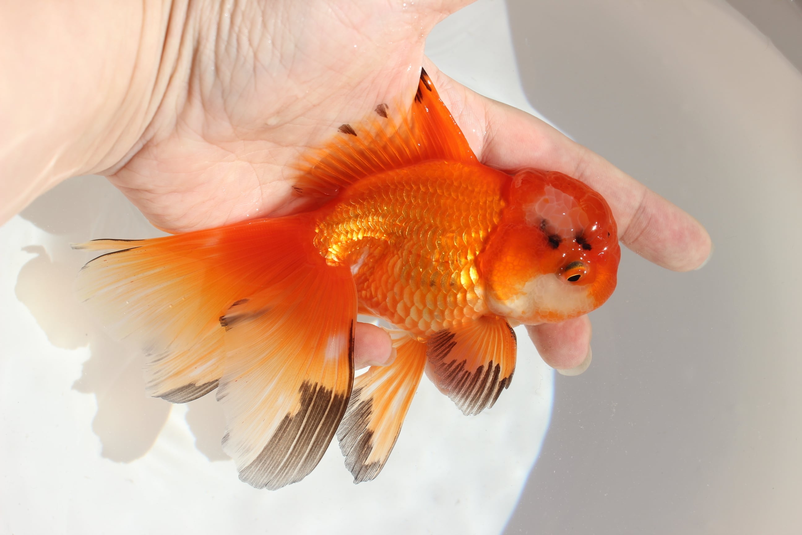 [本日午前中まで限定特価]タイ産ハーフムーンオランダ 東川産 二才 ハーフムーンオランダ＃1215-01 | 金魚専門店 和の美