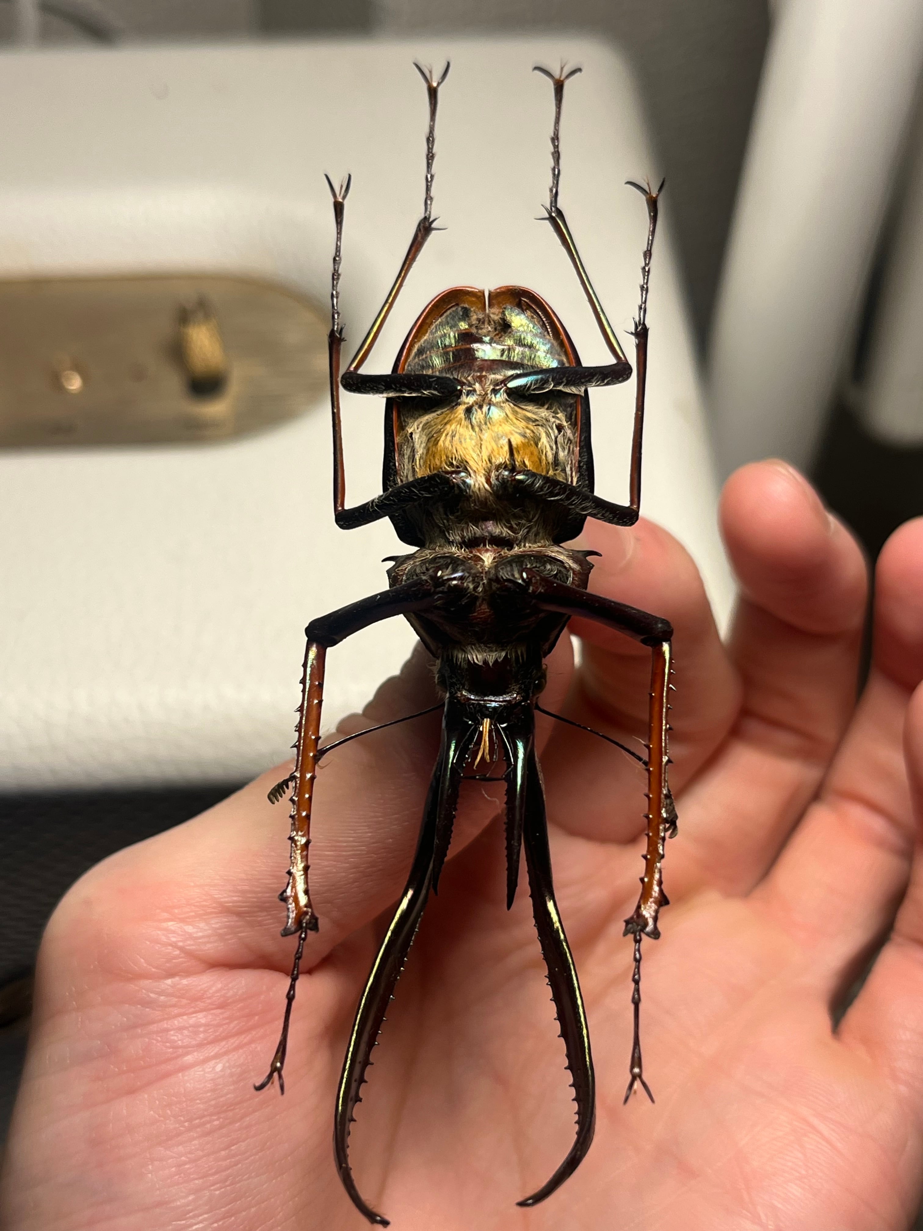 81mm】チリクワガタ メタリフェルホソアカクワガタ Wild 昆虫標本