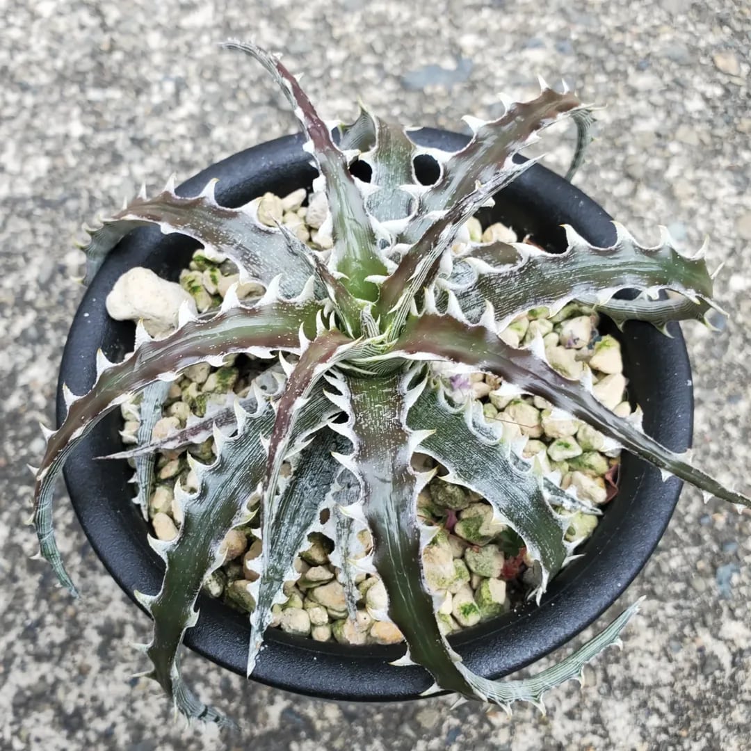 名前（園芸品種名）付き | レアプランツ通販サイトPlants Maniax