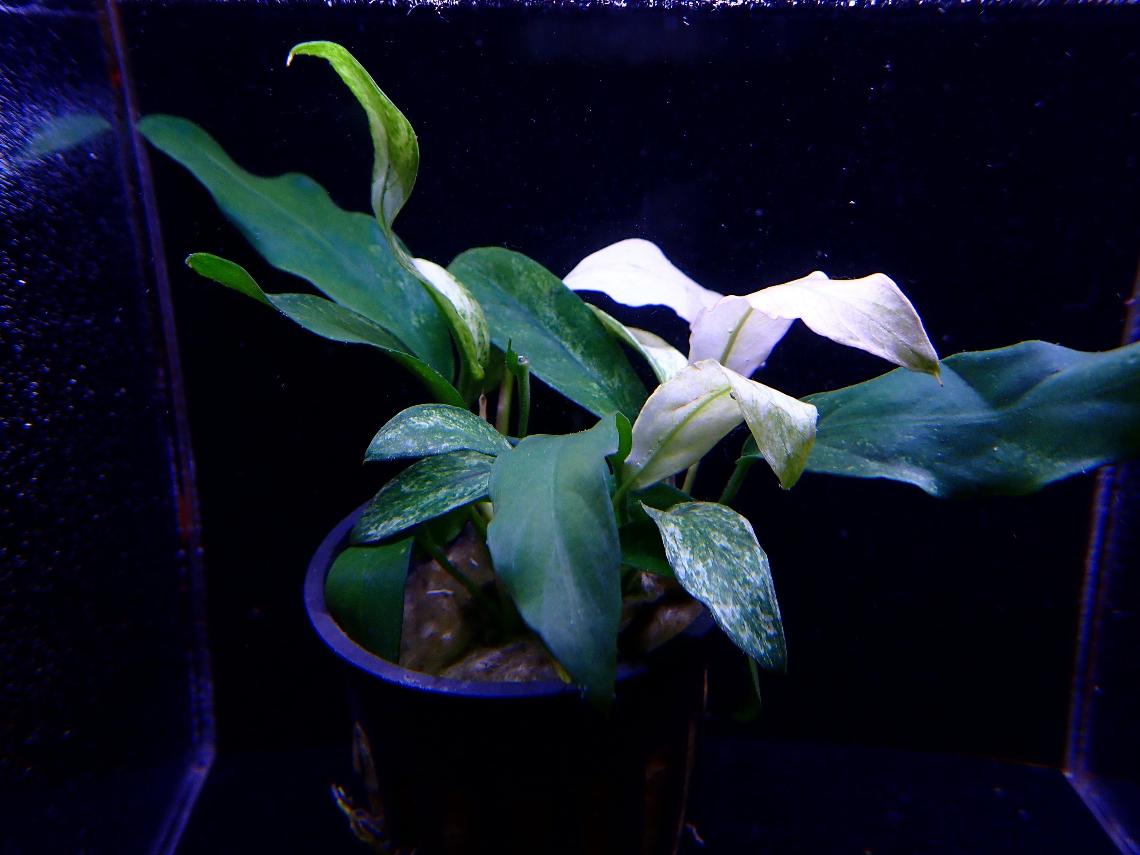 植物 | AQUA SHOP sprout