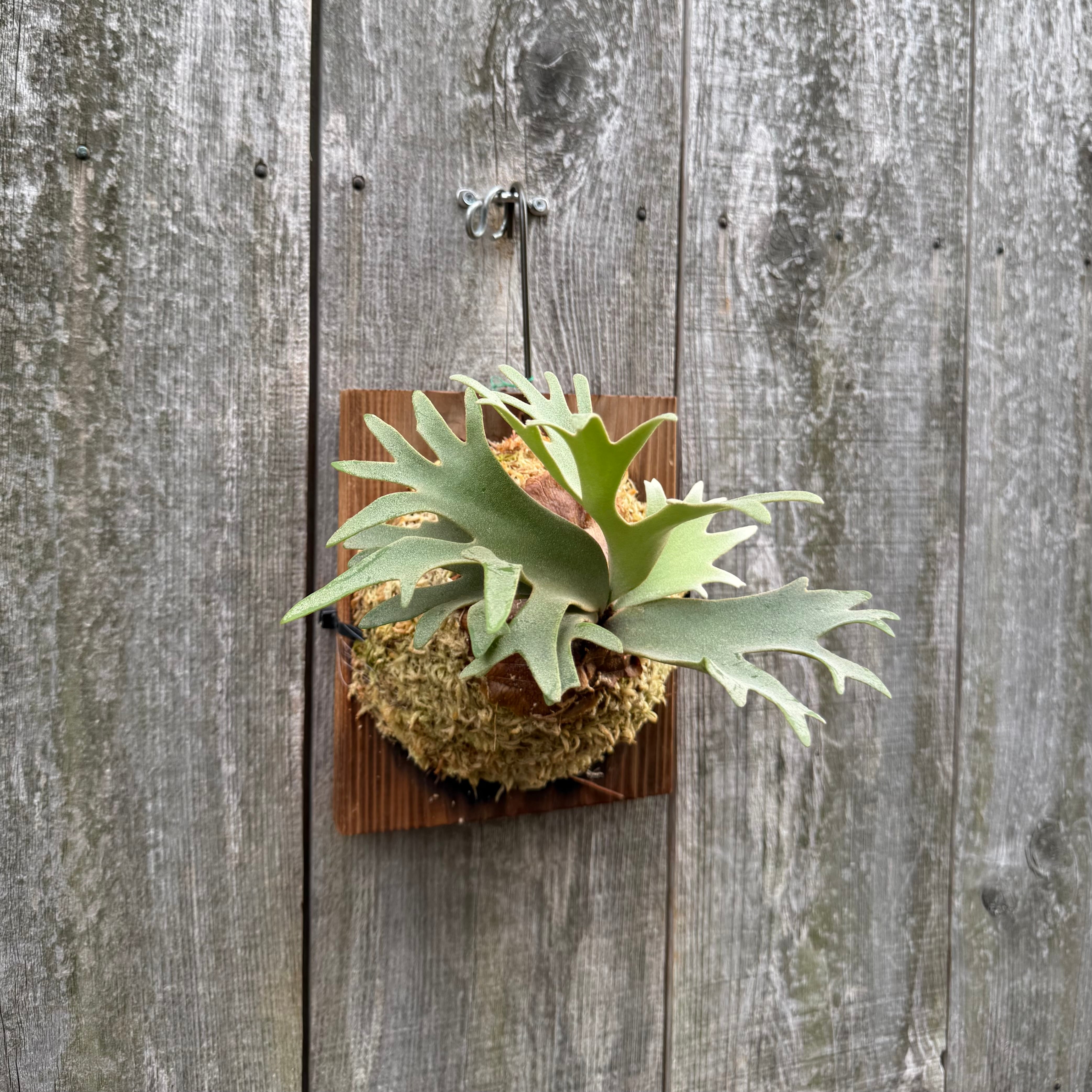 P. willinckii watchara sporelings dwarf (pup) | naturefix