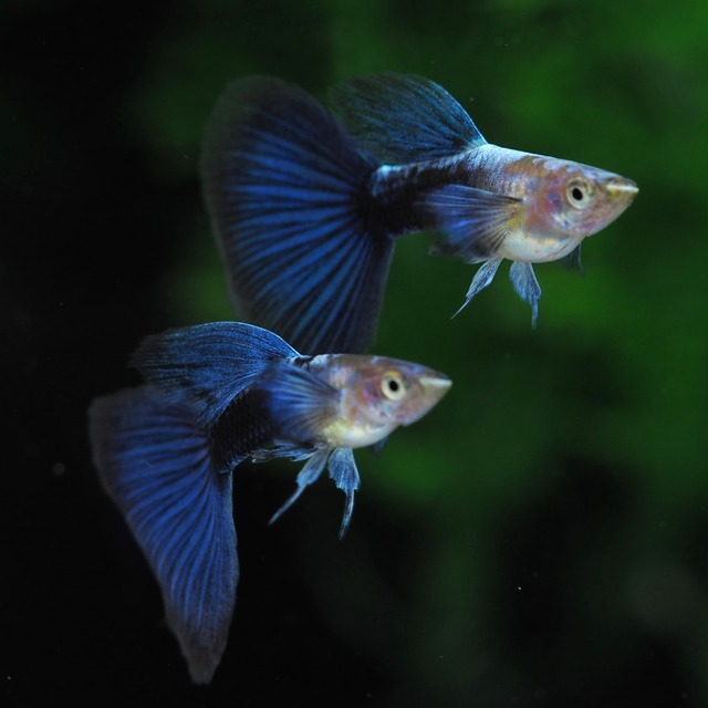 ラズリーネオンタキシード(RREA系)　2ペア