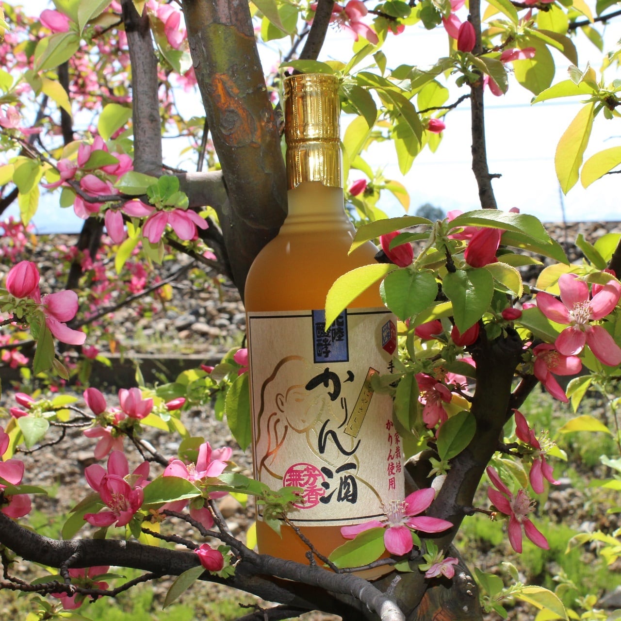 のどにやさしい 手造り かりん酒 720ml 2本 | 北陸醗酵工業株式会社