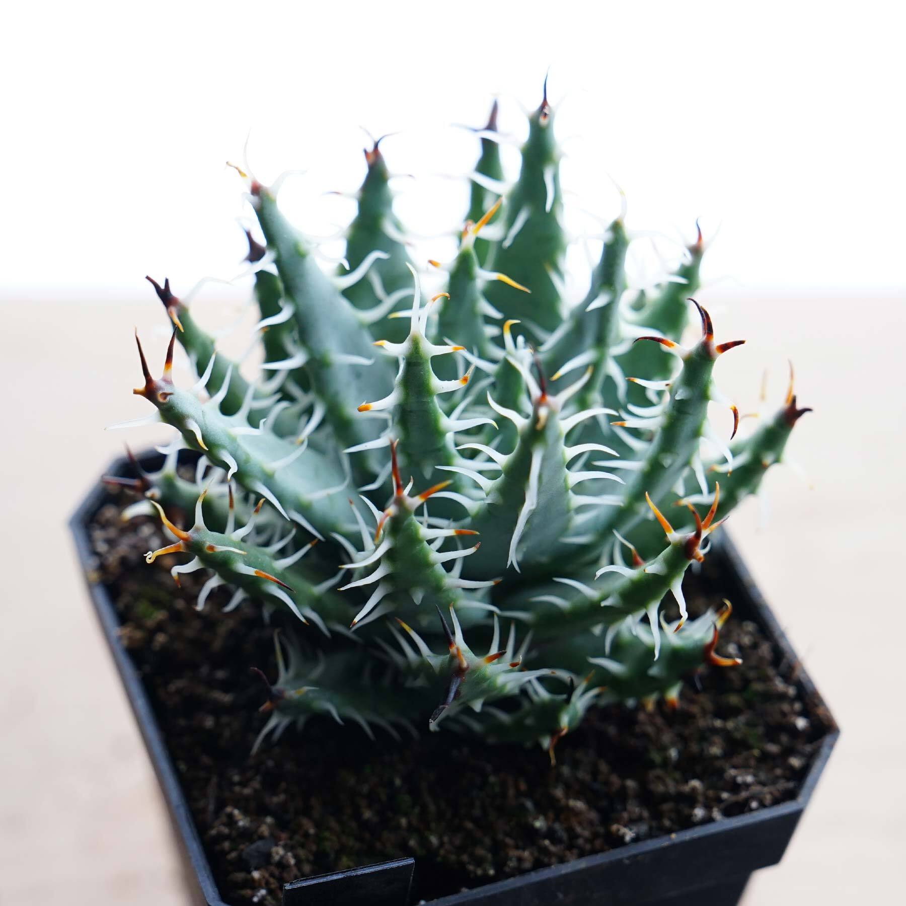 2エリナケア(Aloe erinacea)希少アロエ 10株 2エリナケア(Aloe erinacea)希少アロエ 10株