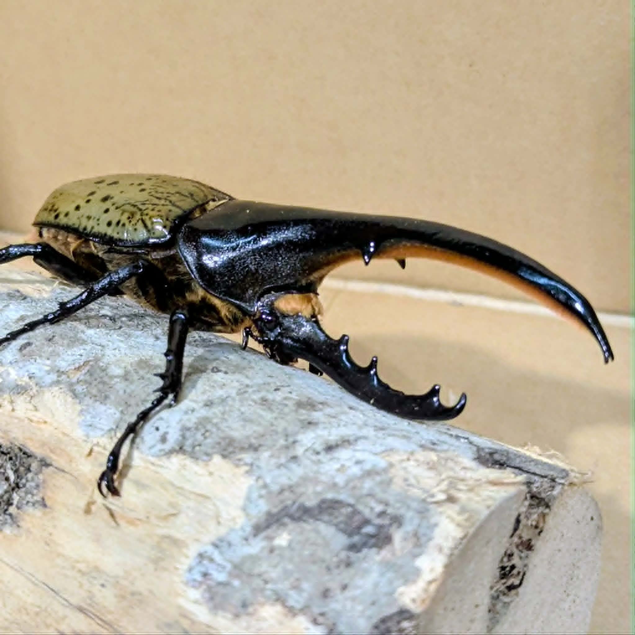 ♂-152mm】ヘラクレスオオカブトペア飼育セット | ムシムシランド