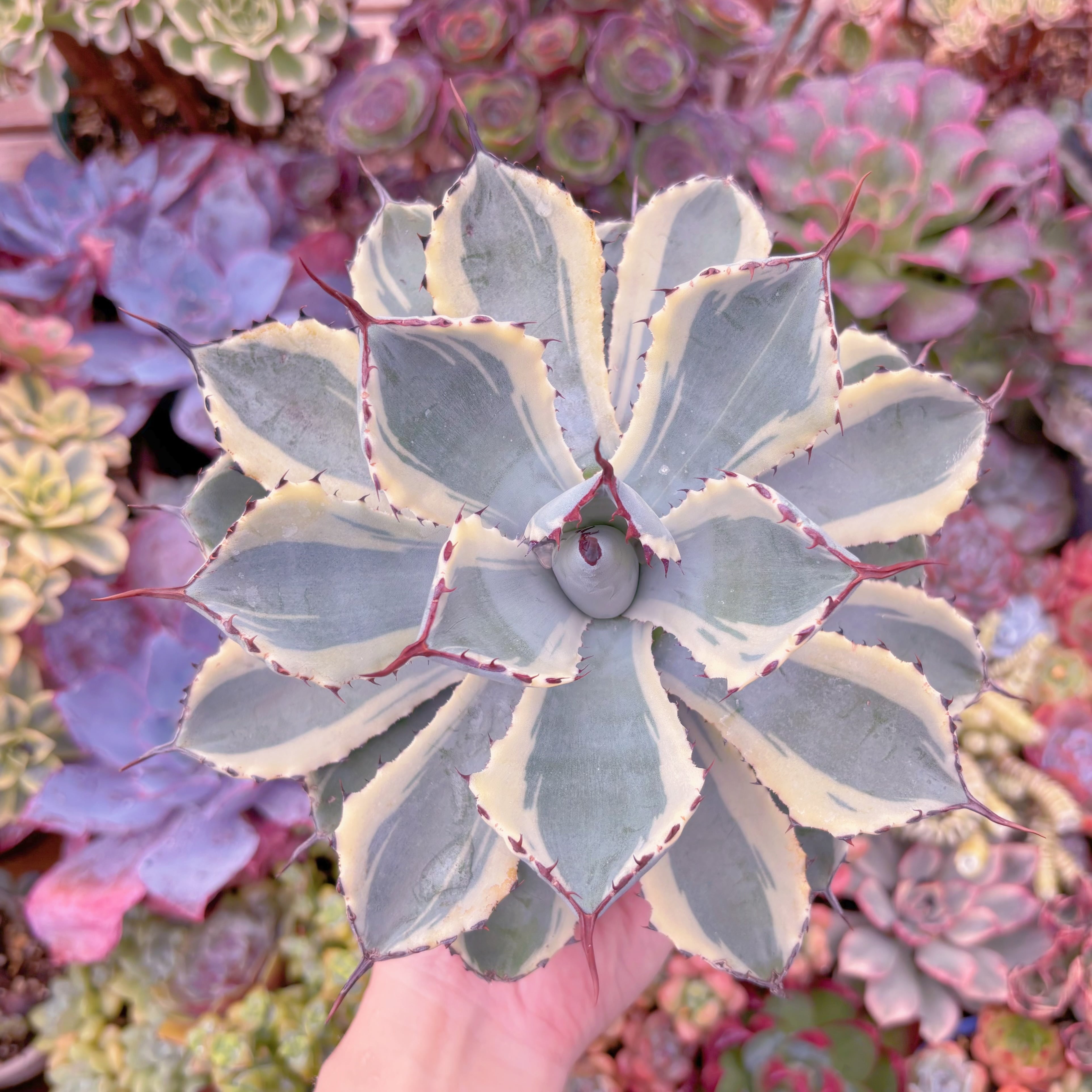 現物　吉祥冠錦#734　特大苗　るる農園