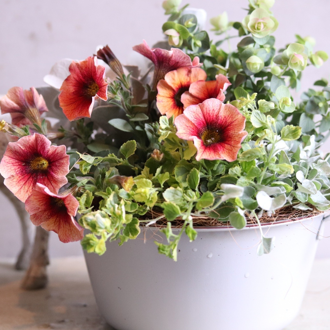 モンディマンシェ 母に贈る方寄せ植え（送料込み）　ぺとコアおなべ｜届いてすぐ飾れる完成品｜玄関インテリア｜母の日・新築・開店祝いギフト