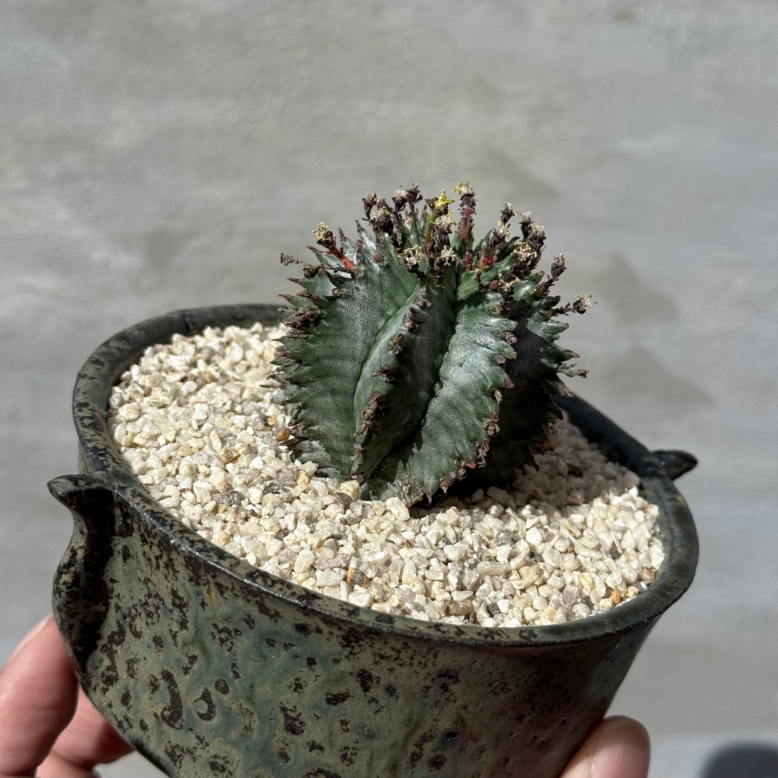植木鉢】山下太 阿蘇坊窯 陶器鉢 < 3 > | A-PLANTS