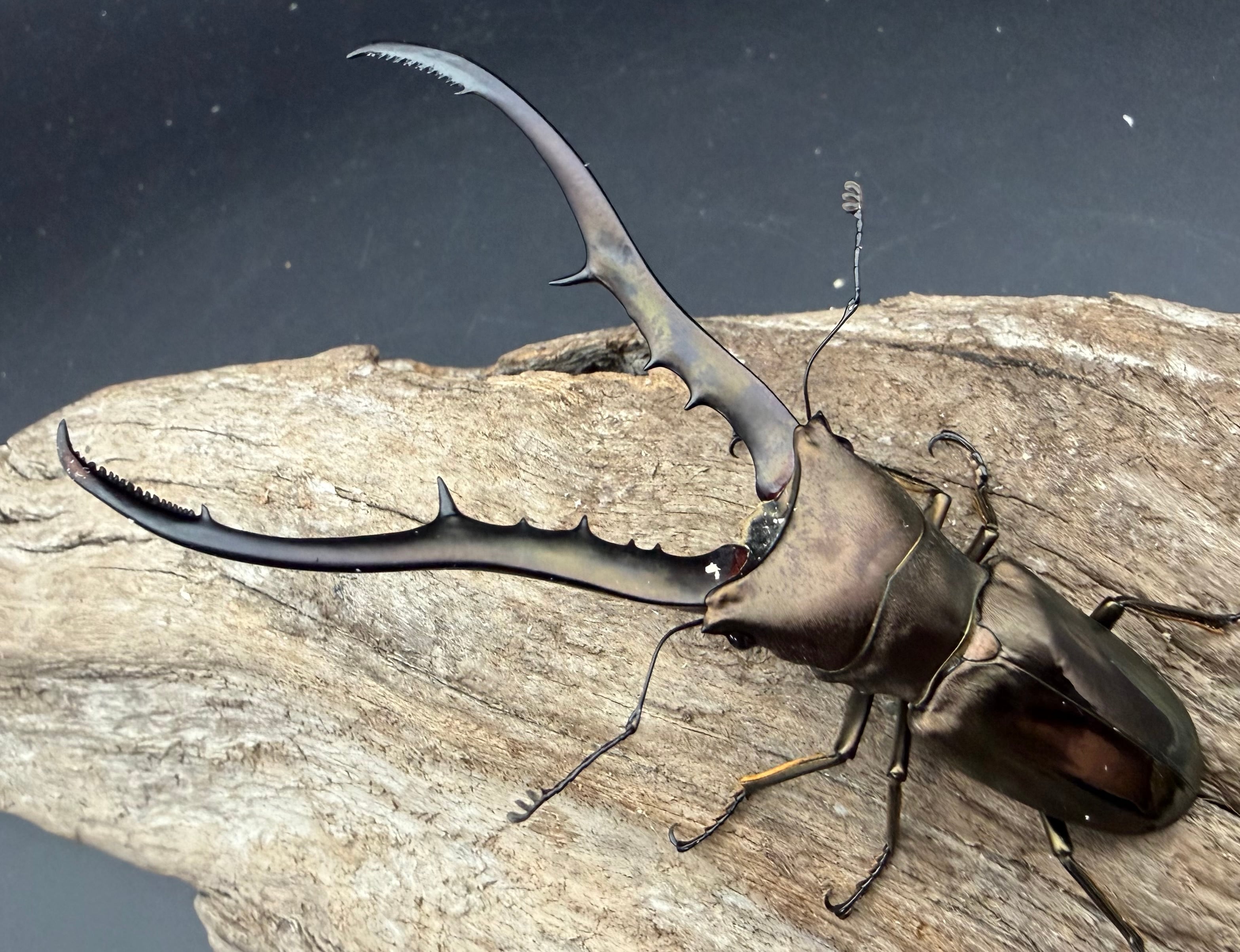 WD】《メタリフェルホソアカ亜種フィナエ 86.5mm ペア》 | KPW公式