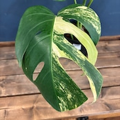 モンステラ　ボルシギアナ　オーレア(黄斑)【641】