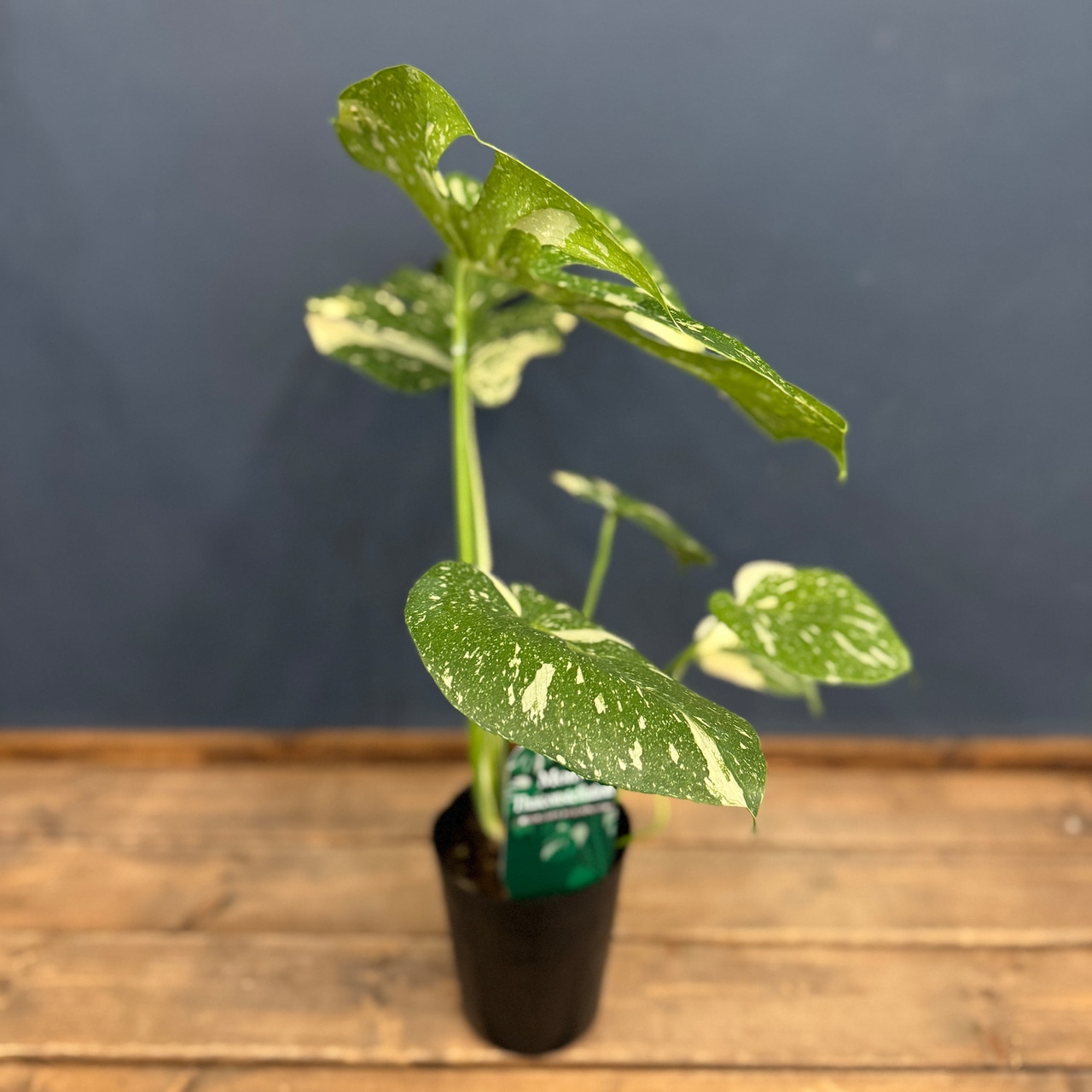 モンステラ タイコンステレーション【355】