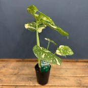 モンステラ タイコンステレーション【355】