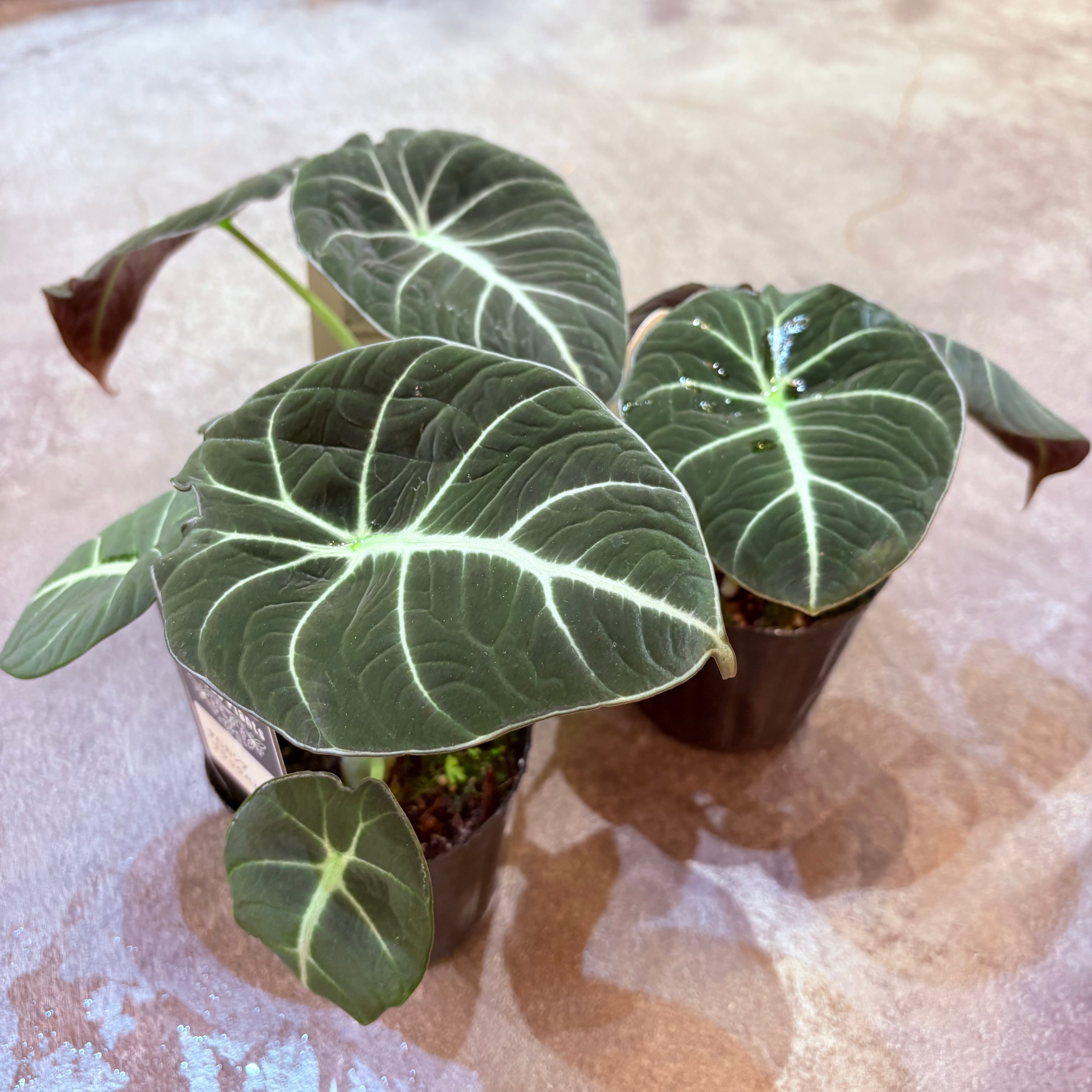 アロカシア ブラックベルベット 3号 | Green Vibes 宇都宮市の観葉植物