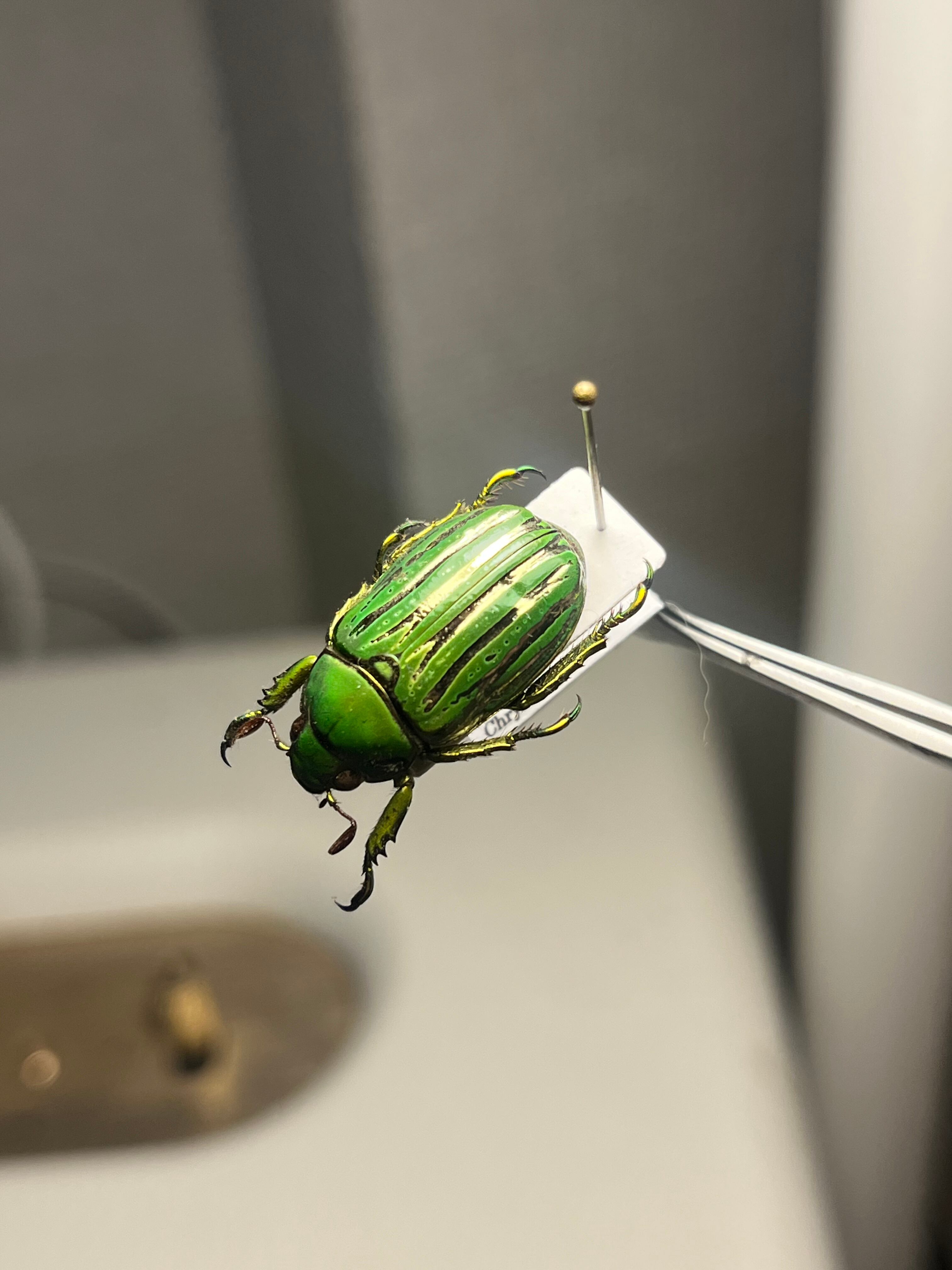 白金鶯黄金】キンセスジウグイスコガネ グロリオーサウグイスコガネ