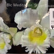 洋ラン　Rlc(Blc).Meditation 'Silver Sword'【312】