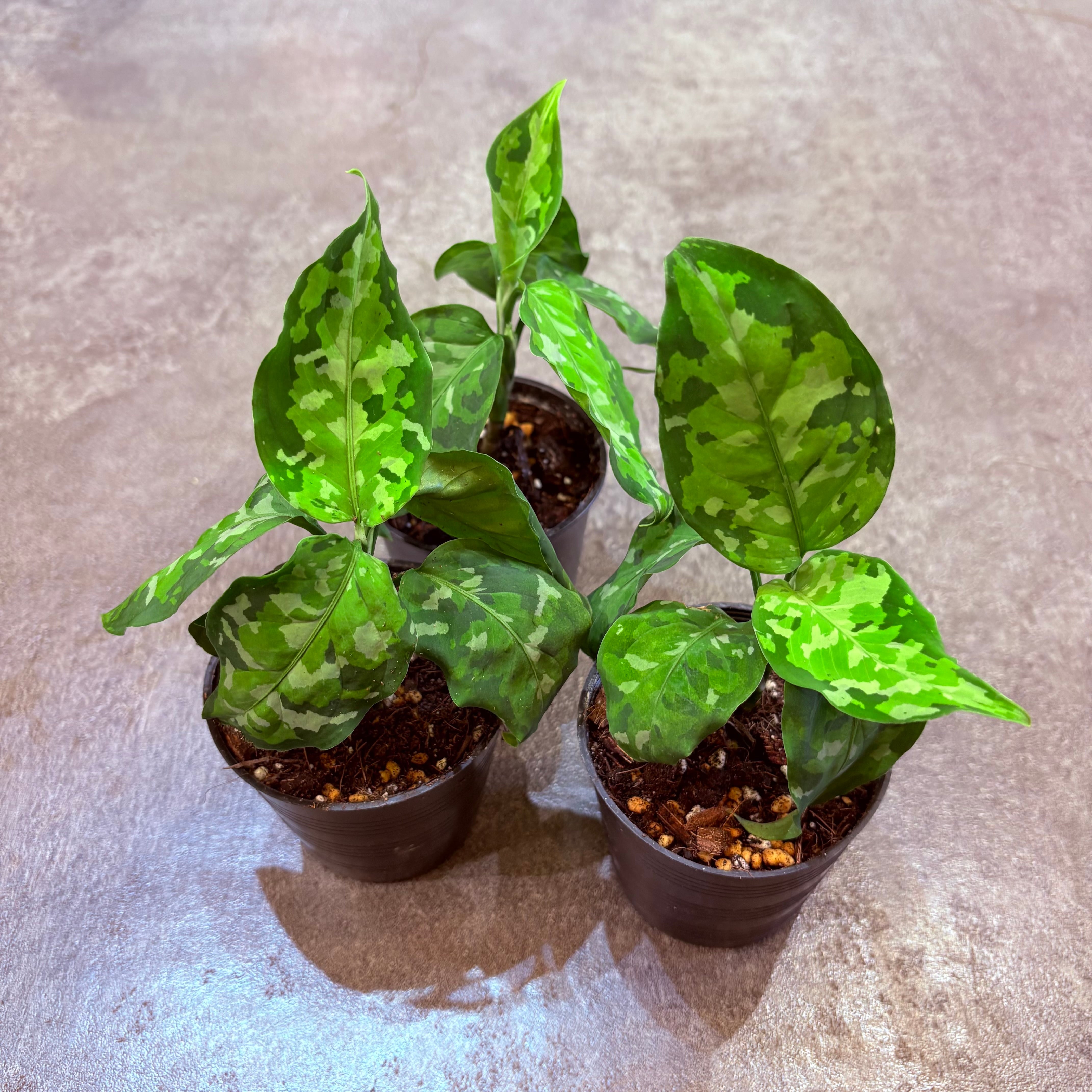 アグラオネマ ピクタムトリカラー 2.5号 | Green Vibes 宇都宮市の観葉