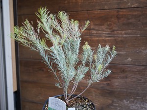 【現物】ユーカリ　”フォーマニー”　A