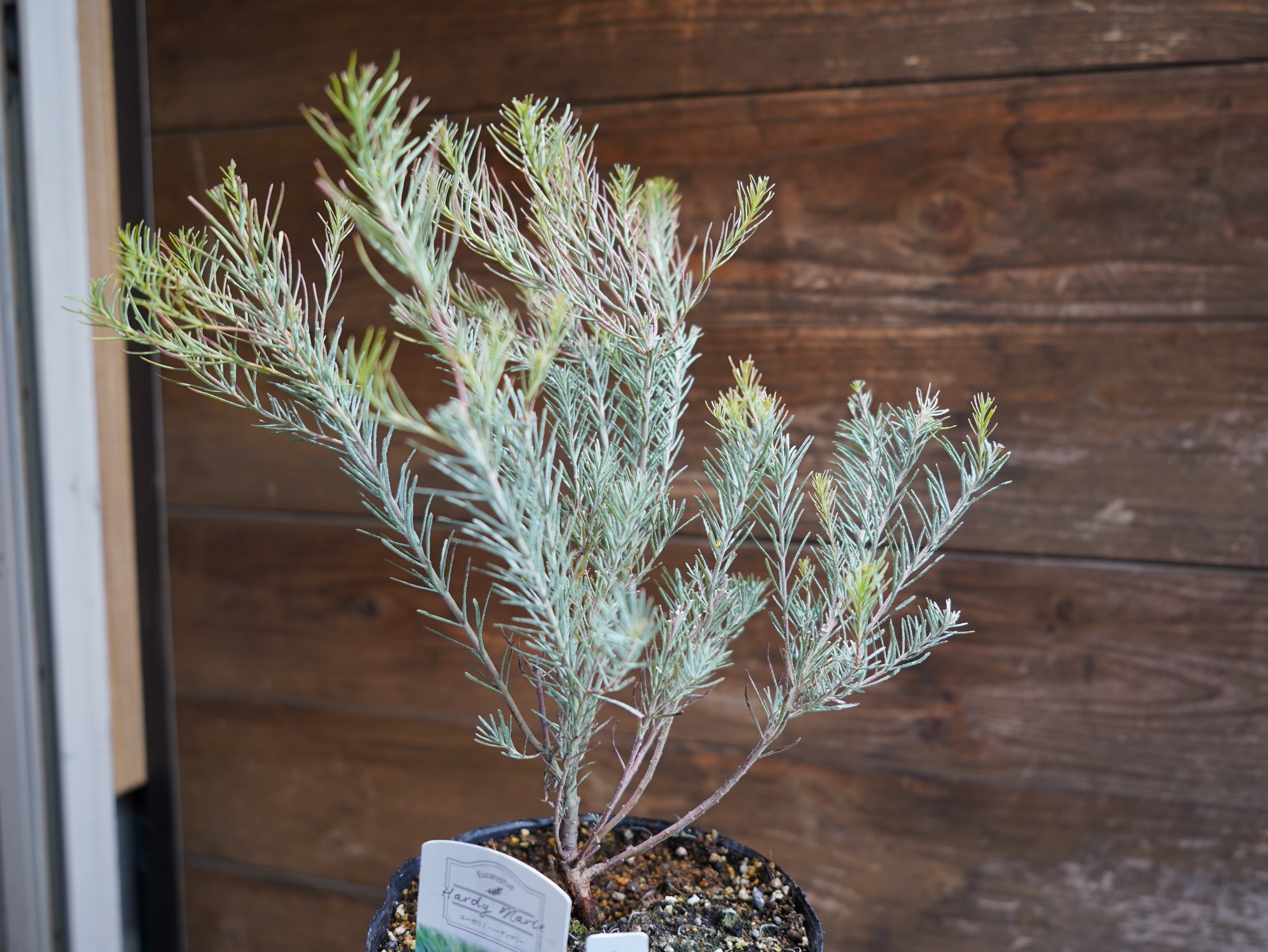 【現物】ユーカリ　”フォーマニー”　A