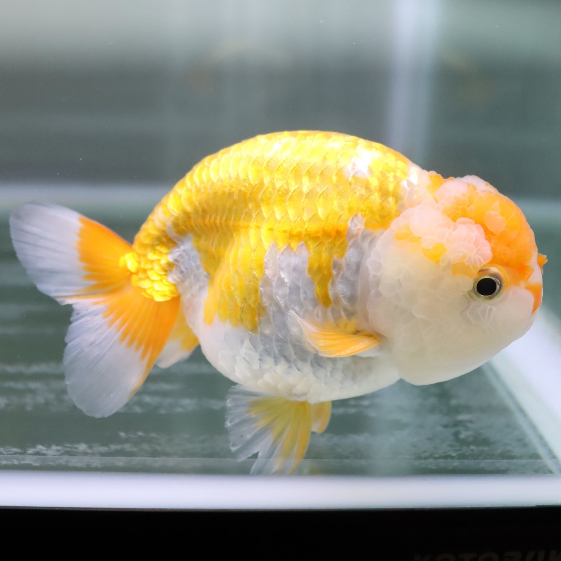 らんちゅう 専用 らんちゅう 専用