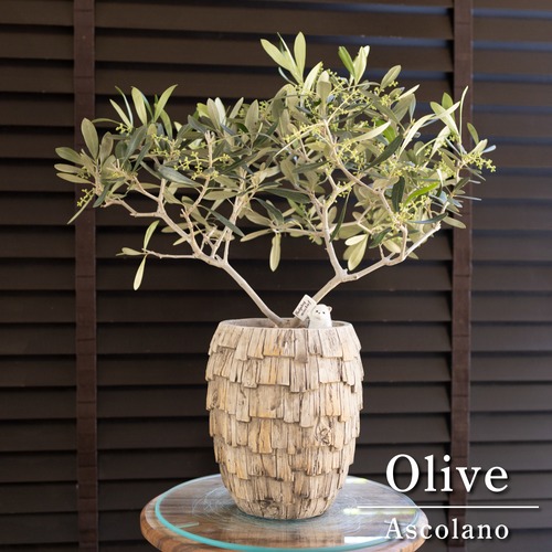 花芽付き Olive オリーブの木 Ascolano アスコランド アスラーノ オリーブ トピアリー 陶器鉢